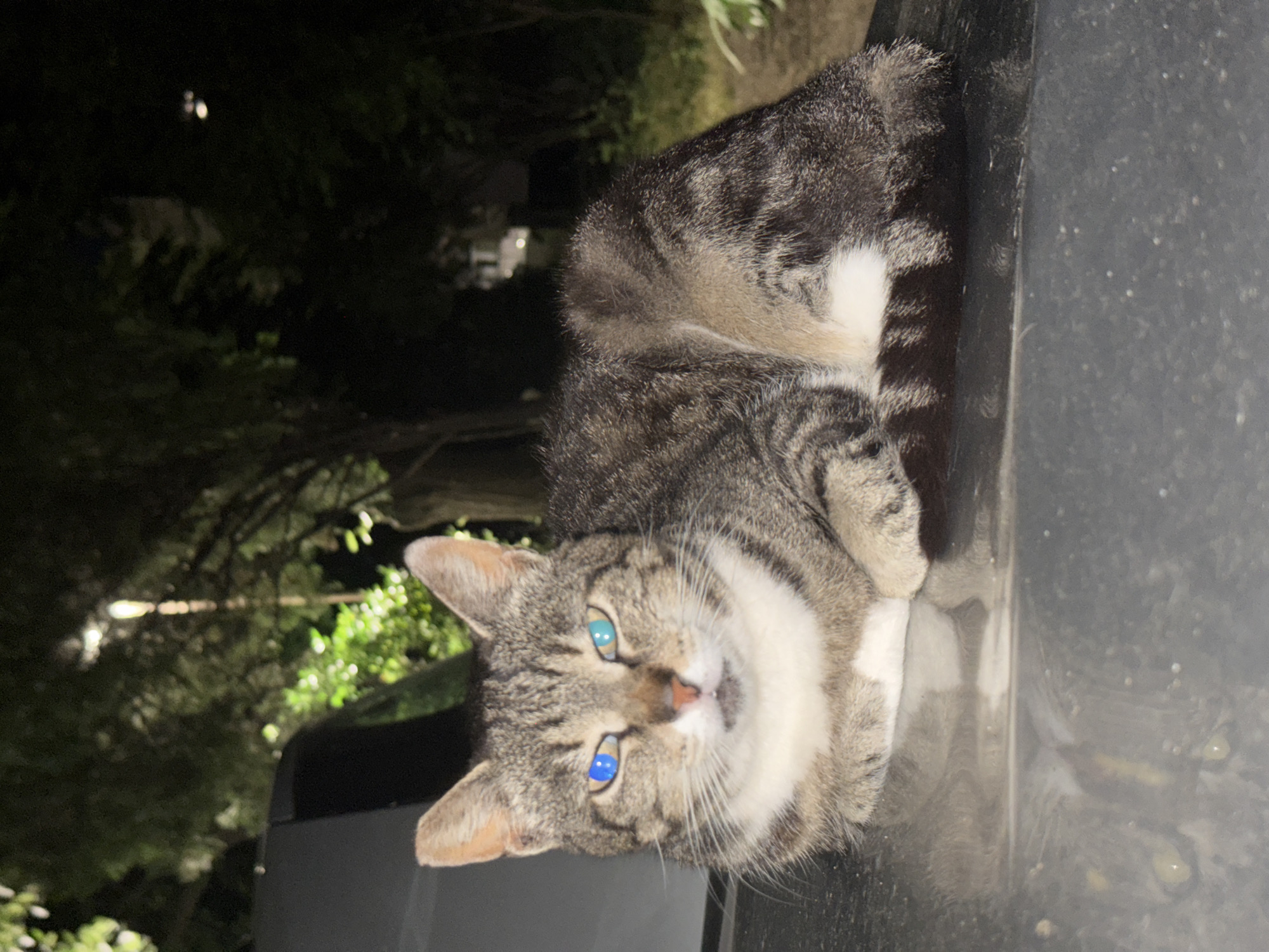 A tabby cat with white fur on its chest and paws lies on the hood of a vehicle at night. The cat's eyes are bright blue, likely due to flash photography. The background shows dark trees and a streetlamp. The image was taken in Burgas, Bulgaria.
