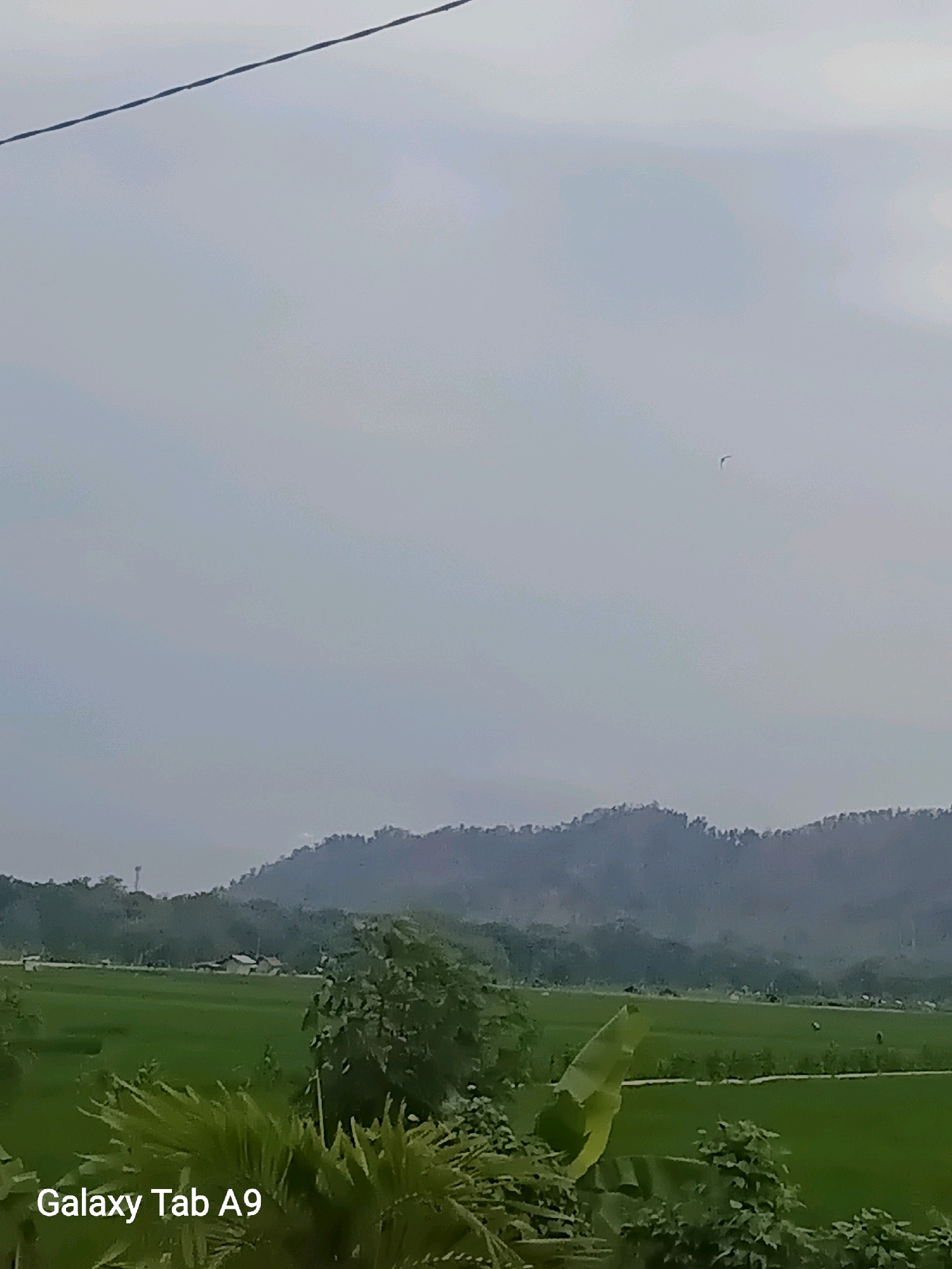 The image depicts a hazy, overcast sky above a rural landscape. A thin, dark line, likely a wire, stretches diagonally across the upper portion of the frame. In the middle ground, a vast expanse of lush green rice paddies stretches towards a distant range of tree-covered hills. A few small structures, possibly houses or farm buildings, are visible nestled amongst the paddies. The foreground is dominated by the dense foliage of tropical plants, with large, green leaves. In the far distance, a solitary bird is visible in flight against the pale sky. The lower-left corner of the image displays the text "Galaxy Tab A9." The overall scene conveys a sense of natural beauty and tranquility, characteristic of the Indonesian countryside. It is not possible to determine the precise location within Rejowinangun, Indonesia, from this image alone.