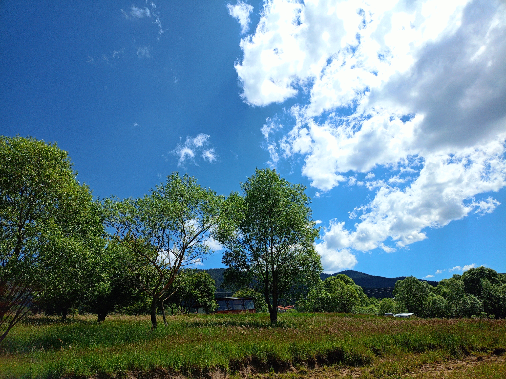 The image depicts a bright, sunny day with a vibrant blue sky filled with fluffy white clouds. In the foreground, a meadow of green and brown grass stretches across the scene. Several deciduous trees with lush green foliage are scattered throughout the meadow, with their branches reaching towards the sky. In the middle ground, there appears to be a small building with a dark roof and red walls, possibly a cabin or shed, nestled among the trees. Further in the background, a range of dark green, tree-covered hills or mountains forms a backdrop against the sky. A small, light-colored object, possibly a boat or a vehicle, is visible in the distance, partially obscured by trees. The overall environment suggests a rural or natural setting, possibly a park or a countryside area.