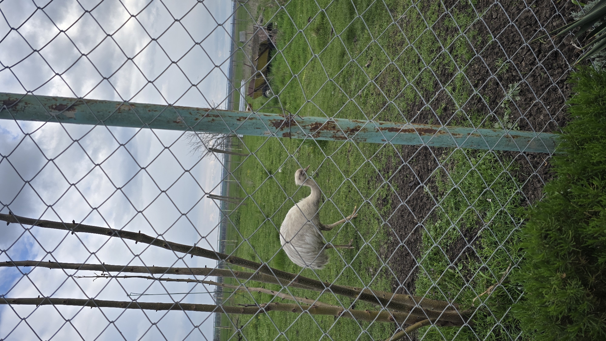 A sideways, ground-level shot through a chain-link fence shows a pale rhea walking on grass. The location is Burgas, Bulgaria. A green metal support beam runs horizontally across the upper-left of the fence. Behind the rhea and fence is a green field, with what appears to be a small cart or piece of farm equipment in the background. A few small, bare branches are visible against the sky in the lower-left. A dark evergreen shrub is visible in the lower-right. Patches of dark soil are visible through the fence and ground cover to the right of the rhea. The sky is cloudy.