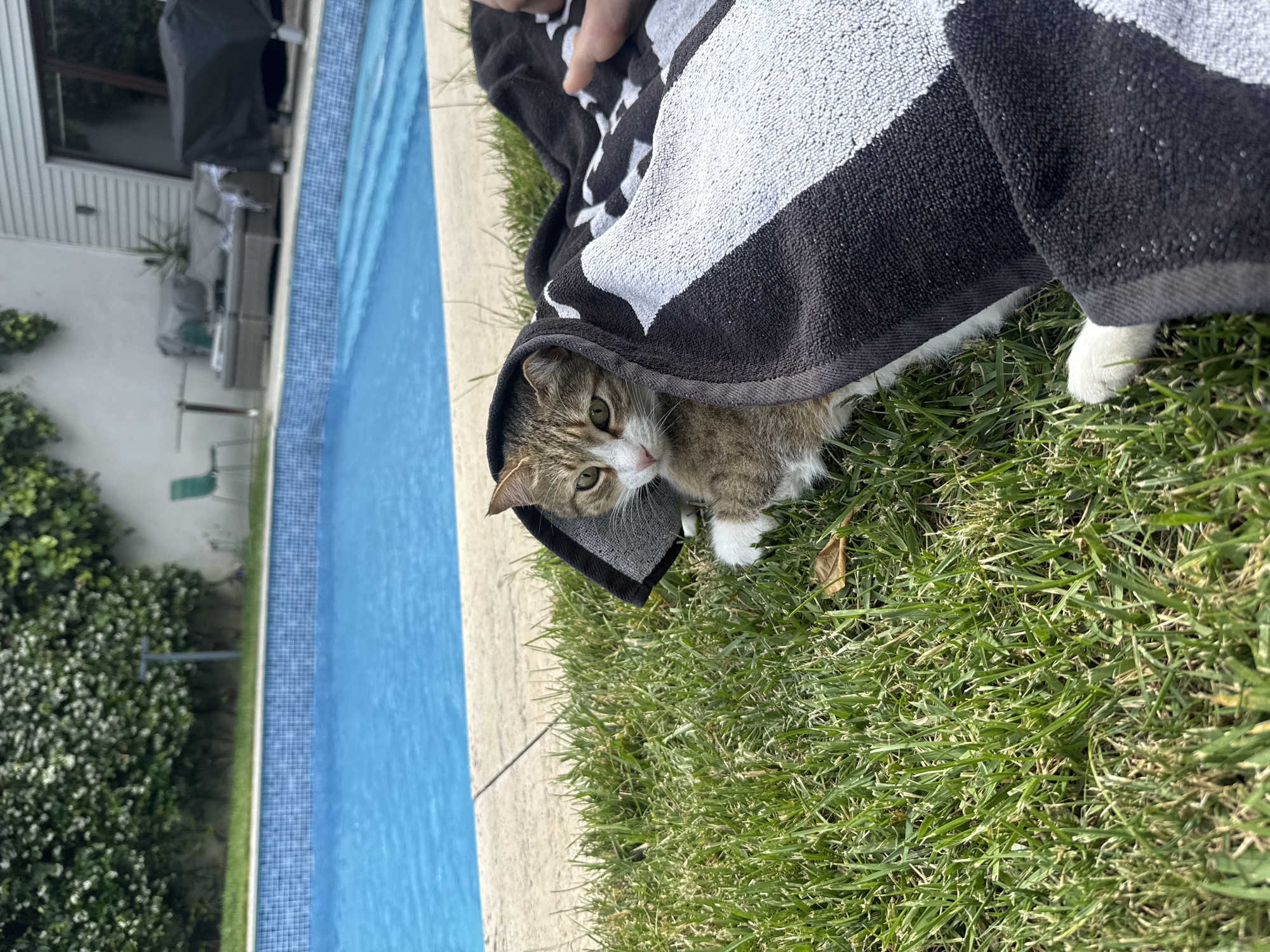 A domestic cat is lying on green grass next to a swimming pool. The cat is partially covered by a black and white striped towel. The pool is blue and appears to be outdoors. In the background, there is a white building with windows and a fence covered in greenery. The scene is illuminated by natural light. The location is not specified as Beşiktaş, Turkey.