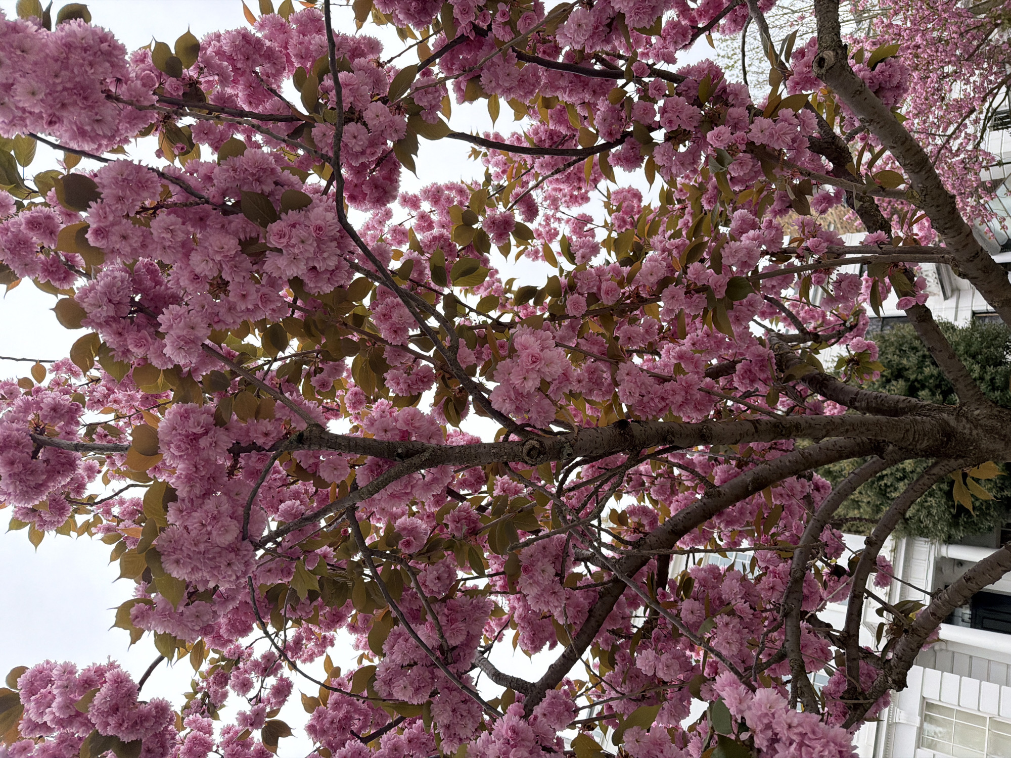 The image is an upward view through the branches of a cherry blossom tree in full bloom. The tree's pink blossoms are densely packed, obscuring much of the sky. The bark of the tree is visible among the blossoms. A building with white window is visible in the upper right side of the image.