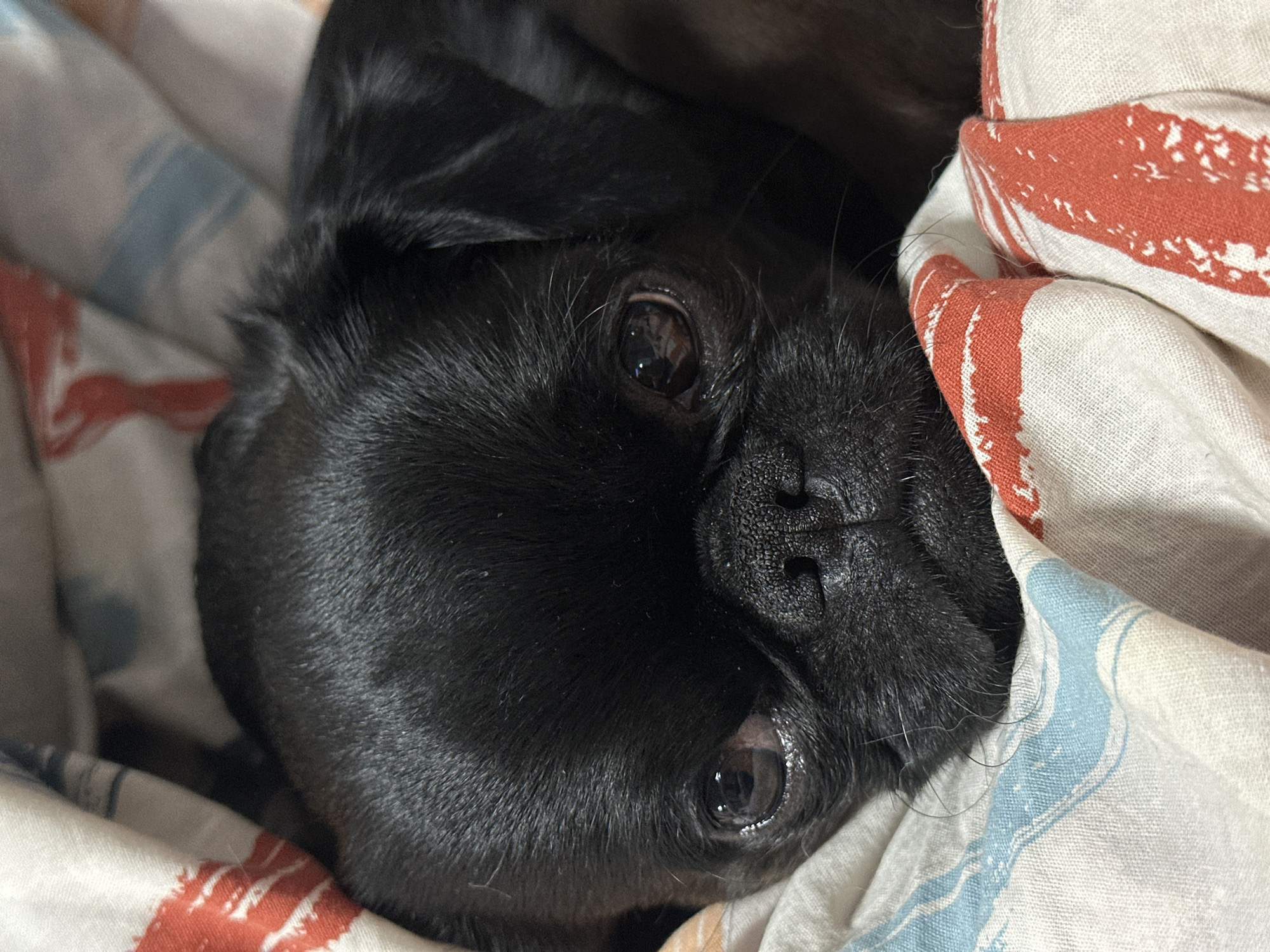 A close-up shot shows a black pug resting on a patterned blanket. The pug's face is angled towards the camera, with its eyes open. The blanket has a pattern of red and blue stripes. The location is not discernible from the image.