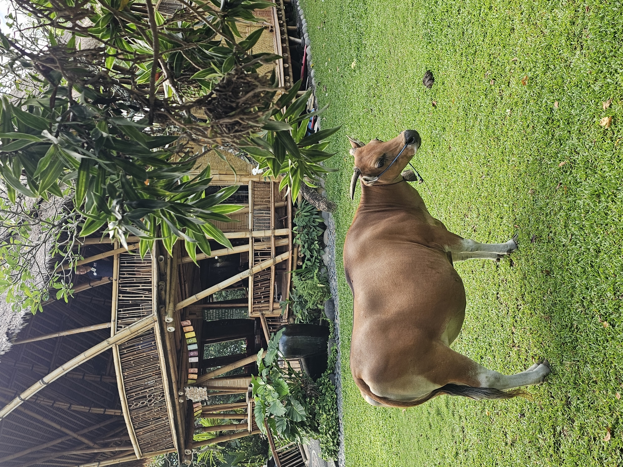 The image shows a brown cow standing on a lush green lawn in Denpasar, Indonesia. The cow is facing right, with a blue rope tied around its neck. Behind the cow is a traditional bamboo building with a thatched roof. A dense tropical tree is on the left side of the frame, partially obscuring the building. The grass appears well-maintained, and there is a visible animal dropping on the lawn. The image is slightly rotated counter-clockwise.