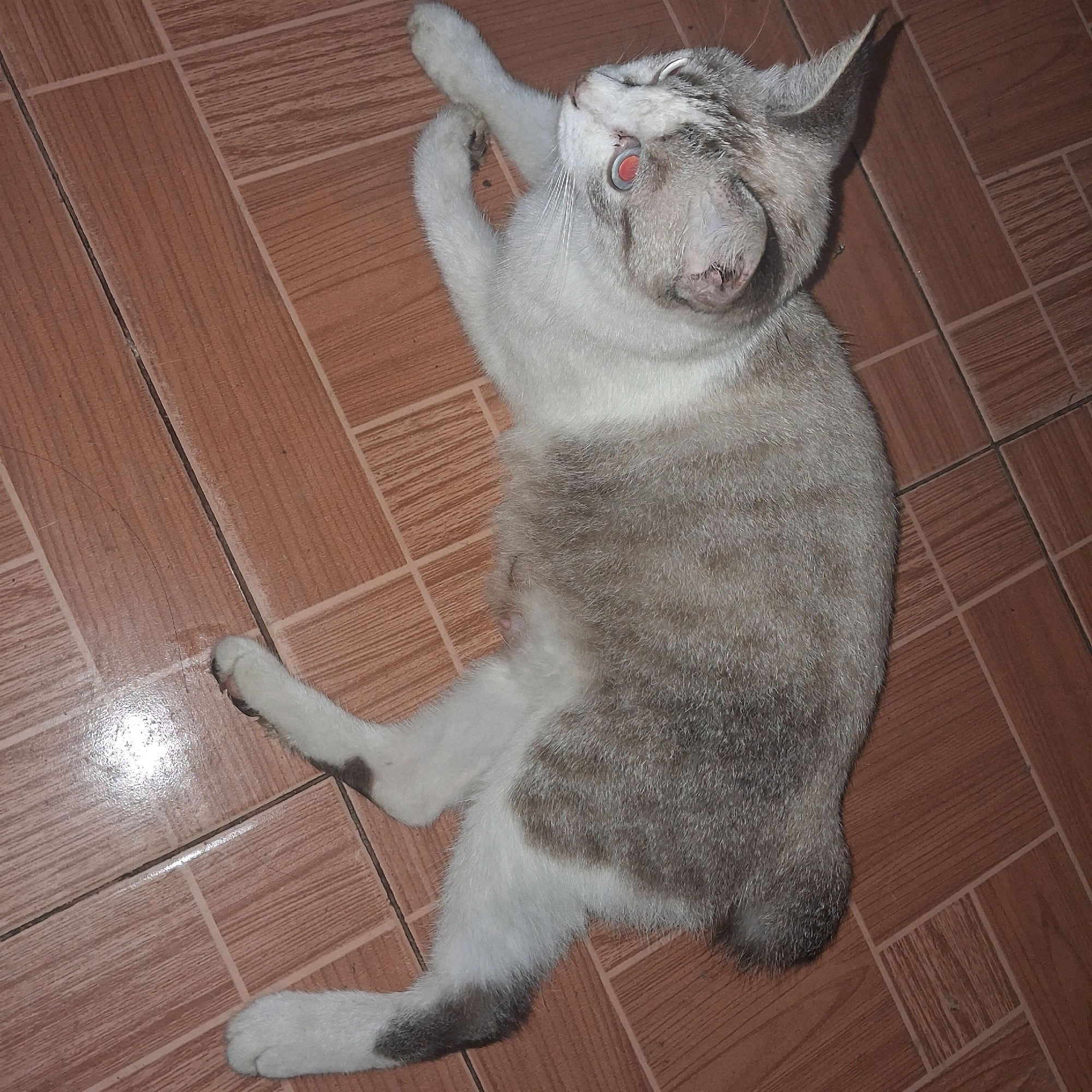 A white and gray cat lies on its back on a tiled floor. The cat has bright red eyes and appears to be looking upwards. Its body is mostly white with gray tabby markings on its head, back, and legs. One paw is raised in the air. The floor is made of brown rectangular tiles with visible grout lines. The lighting suggests an indoor environment. The location is identified as Kasang Pudak, Indonesia.