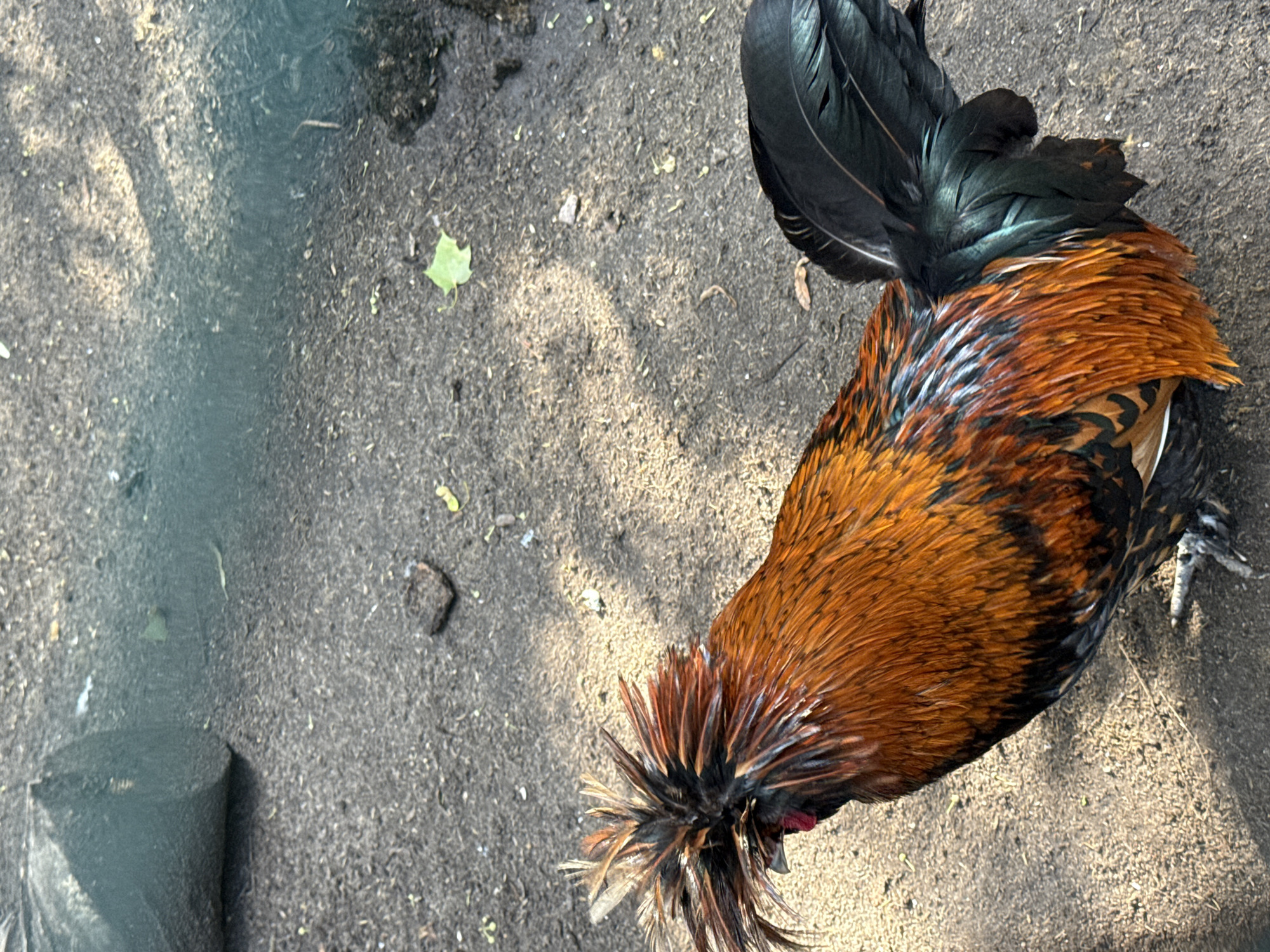 The image shows a rooster with a distinctive crest of spiky feathers on its head. The rooster has predominantly orange and black plumage. It is standing on a ground that appears to be dirt or soil, with some scattered leaves and debris. In the background, there is a dark, cylindrical object, possibly a log or a large pipe, partially covered by a translucent material. The overall environment suggests an outdoor setting, possibly a zoo, park, or a farm. The image does not provide any specific information about the city of Saint Petersburg, Russia, or any identifiable landmarks.