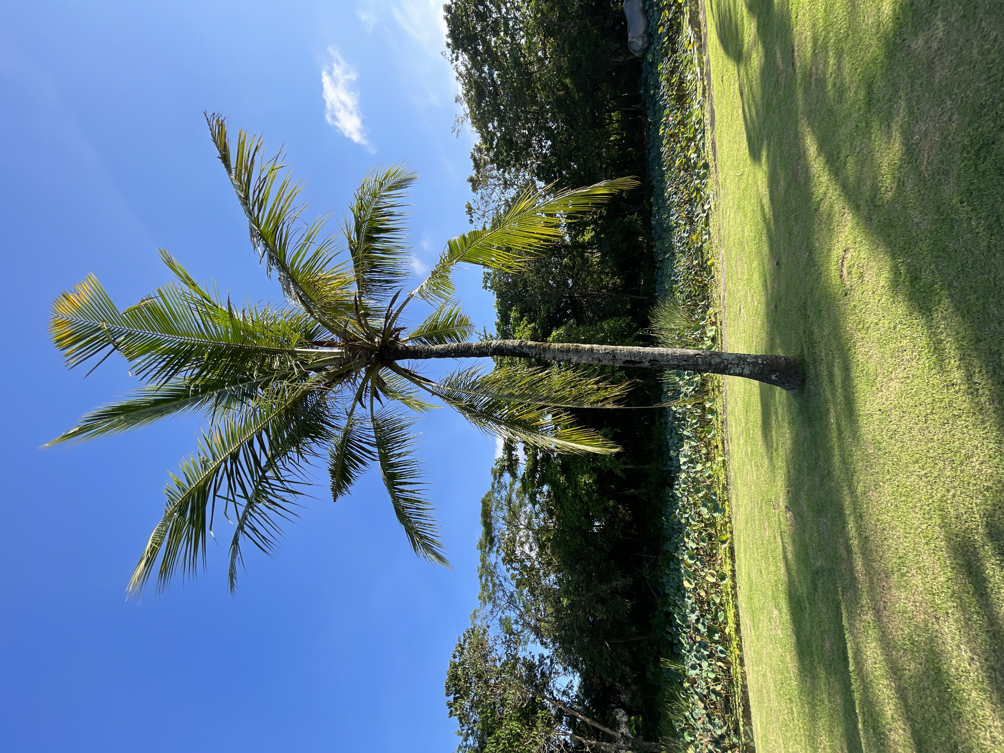 This image captures a vibrant, sunlit outdoor scene in Kuta Selatan, Indonesia, featuring a tall palm tree as its central subject. The perspective is taken from ground level, looking up towards the sky and across a lush landscape.
The palm tree stands prominently, its textured, light-colored trunk extending upwards. A full crown of bright green fronds spreads out, with some fronds displaying lighter, yellowish-green tips. To the right of the palm tree, a neatly manicured, extensive lawn of vivid green grass fills a significant portion of the frame. Long, diagonal shadows are cast across the grass, indicating strong, bright sunlight, likely from midday or early afternoon. Along the left edge of the grass, a border of dense, large-leafed aquatic plants, possibly lotus, suggests the presence of a pond or water feature. Beyond this, a thick line of diverse green trees and foliage forms a rich, dark background.
The upper portion of the image is dominated by a clear, brilliant blue sky, interrupted only by a single small, wispy white cloud in the upper right. The bright light and clear sky point to sunny weather conditions. There is no discernible human activity or any visible text in the image. The scene evokes a sense of tropical serenity and natural beauty.