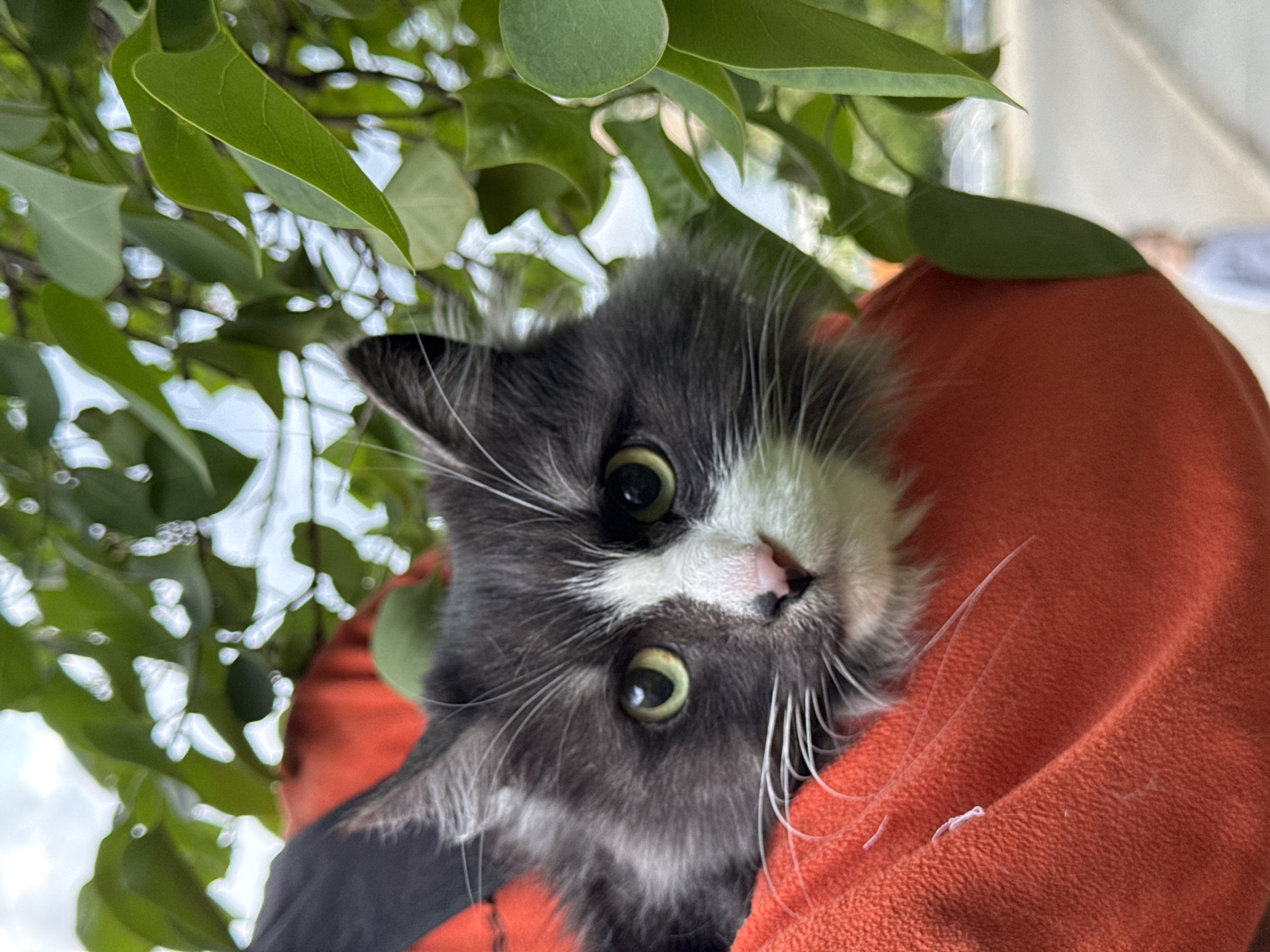 A gray and white cat with green eyes is positioned upside down, partially obscured by green leaves. The cat is held in or against an orange fabric. The location of the image is not deducible from the image content.