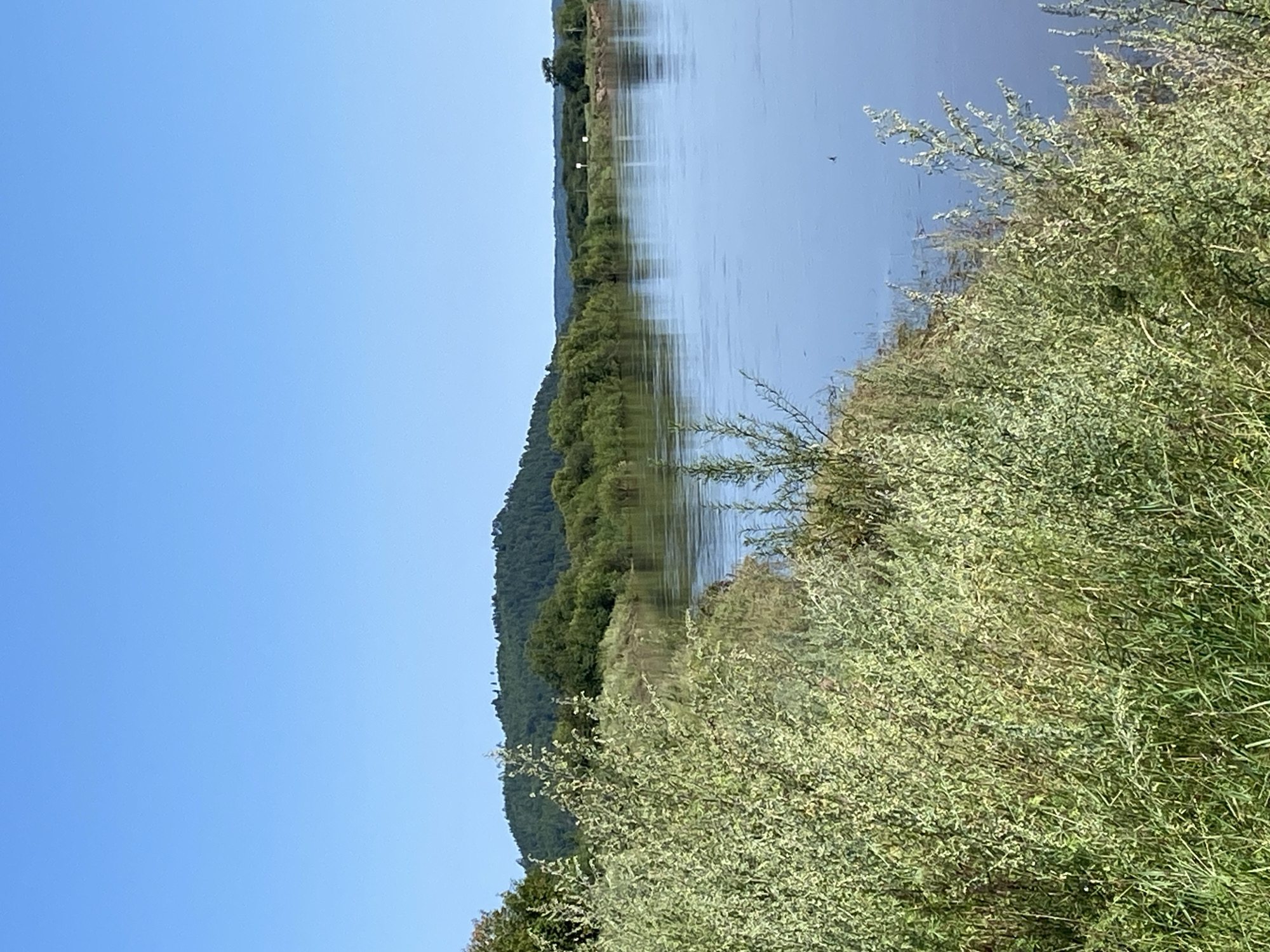 The image depicts a serene natural landscape along a river in Chernyayevo, Russia. The foreground is dominated by lush, green vegetation, including tall grasses and leafy bushes, which line the riverbank. The river itself is wide and calm, reflecting the clear blue sky above. In the middle ground, dense green trees and foliage create a verdant backdrop along the opposite bank. Further in the distance, rolling hills covered in trees form a picturesque horizon under the expansive sky. The overall scene is peaceful and untouched, characteristic of a rural riverine environment. There are no people or animals visible in the image.