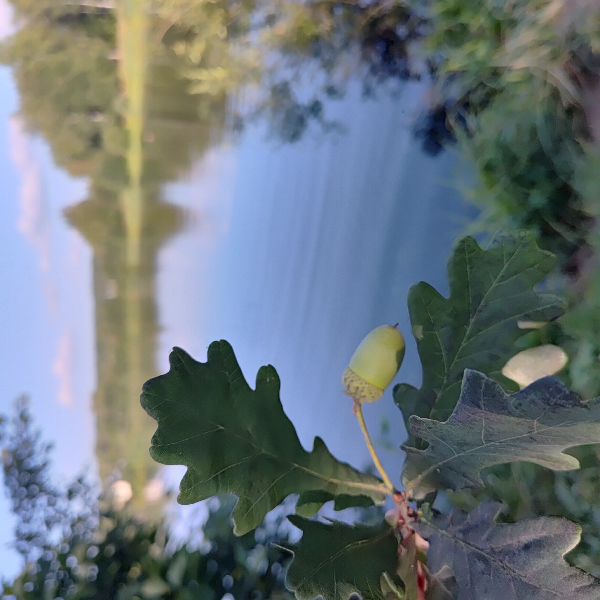 The image captures a close-up of an acorn and oak leaves against a blurred background of water and greenery. The acorn, a light green with a speckled cap, hangs from a thin stem. Its texture is rough, and it appears to be in good condition. Surrounding the acorn are several deep green oak leaves, their lobed edges clearly defined. One leaf in the foreground is particularly prominent, showcasing its veins and a slightly dusty surface. In the background, a body of water reflects the sky and trees, creating a soft, impressionistic effect. The water is a pale blue, and the reflections are a mix of greens and yellows, suggesting lush vegetation on the opposite bank. The overall lighting suggests it is daytime, possibly late afternoon or early morning, given the soft quality of light and the reflections on the water. The setting appears to be natural, likely a park or a wooded area near a body of water, possibly in Markovo, Russia. There is no visible text in the image. The focus is on the natural elements, conveying a sense of tranquility and the subtle beauty of autumn or late summer.