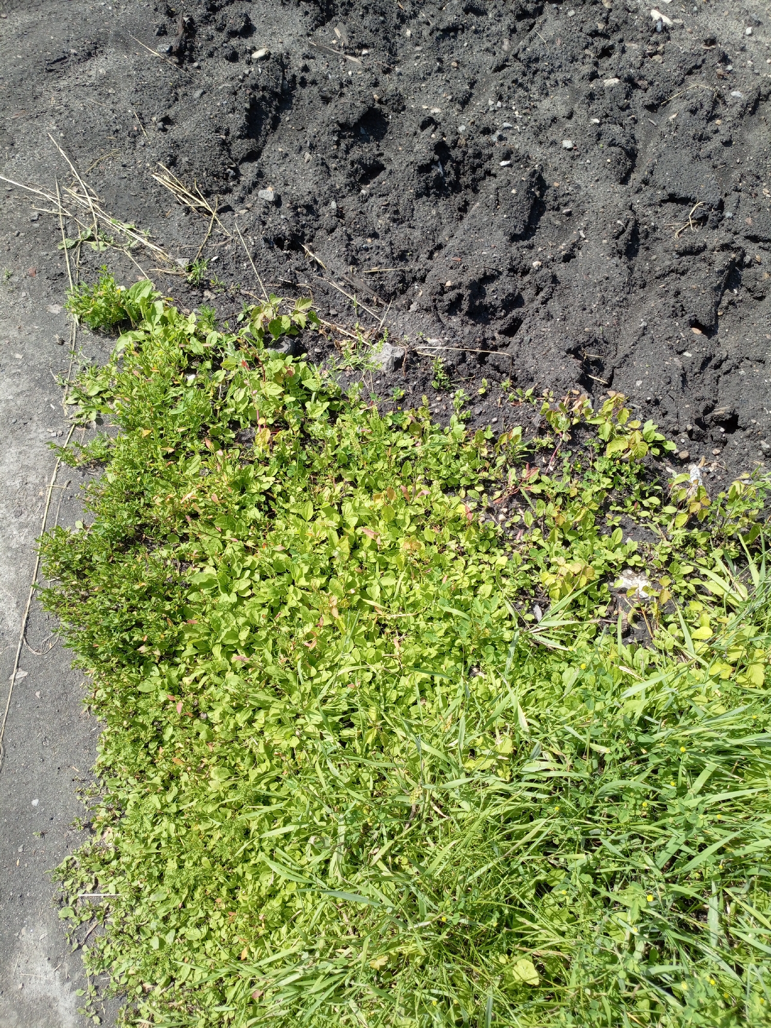 An overhead, eye-level shot captures a patch of dark soil next to a thriving growth of green grass and weeds. The soil is disturbed, with visible clumps and small stones, suggesting it has recently been worked or is an uncultivated area. A thin scattering of dry grass stalks lies on the border between the soil and the green vegetation. The grass is dense and varied, with some broad-leafed weeds interspersed among the blades. The scene appears to be an outdoor, unmanicured area, possibly a garden edge, roadside verge, or undeveloped lot, in Shadrinsk, Russia. There are no people, animals, or structures visible in the image. The lighting suggests it is daytime, with sunlight casting shadows.