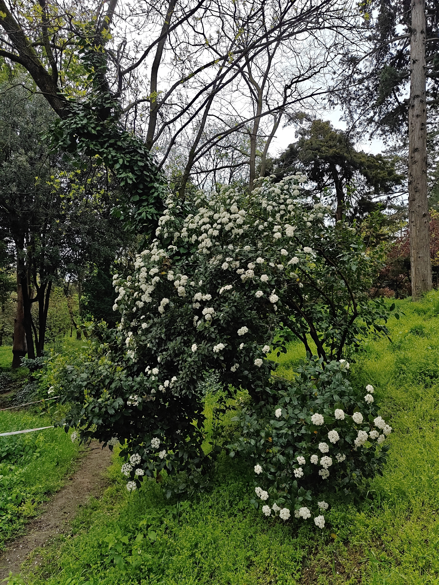 The image captures a vibrant natural scene, likely in a park or botanical garden in Tbilisi, Georgia. The main subjects are diverse flora, including several trees and flowering bushes, set against a backdrop of green grass.
In the foreground and midground, a large, dense evergreen bush with numerous clusters of small white flowers dominates the left and center. Smaller sections of the same flowering bush are visible towards the bottom right. A narrow, winding dirt path, partially obscured by grass, runs from the lower left towards the center-right, snaking behind the main flowering bush.
Trees of various types populate the background and midground. To the left, a thick tree trunk is heavily covered in lush, dark green ivy. Above this, and extending across the top of the image, are numerous bare or sparsely leafed deciduous tree branches, suggesting early spring or late autumn, though new green leaves are visible on some branches. To the right, tall, slender coniferous trees with textured bark and dark green needles stand prominently. Other distant foliage, including shades of green and some reddish-brown, fills the background.
The ground is covered in bright green grass, some areas appearing like a well-maintained lawn, while others are wilder and taller. The sky, visible through the tree branches, is overcast and bright, indicating a cloudy daytime, contributing to the soft, diffused light across the scene. There are no people, animals, or visible text in the image. The overall impression is one of natural beauty and tranquility in a verdant setting.