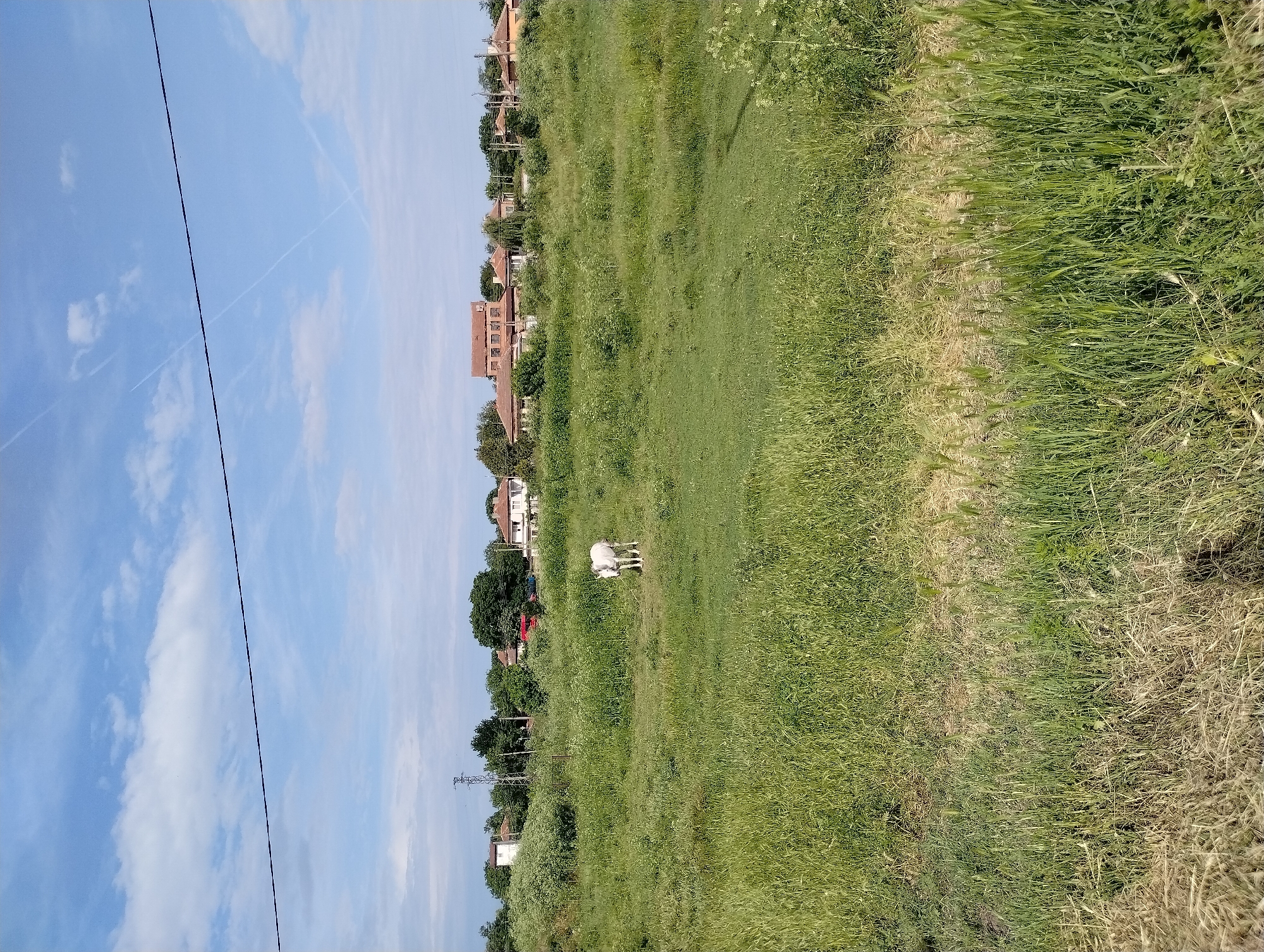 The image depicts a rural landscape in what is presumed to be Roza, Bulgaria, given the user’s provided location. The foreground is dominated by an expansive field of long, predominantly green grass, with patches of drier, yellowed grass visible on the right side of the image.
A white cow is centrally located in the middle ground of the field. Further behind, there are residential buildings and trees, forming the edge of the town. The sky is blue with scattered clouds and a visible contrail, indicating airplane activity. There is a powerline running vertically in the left-hand part of the frame. The image appears to be shot during daylight under sunny conditions.