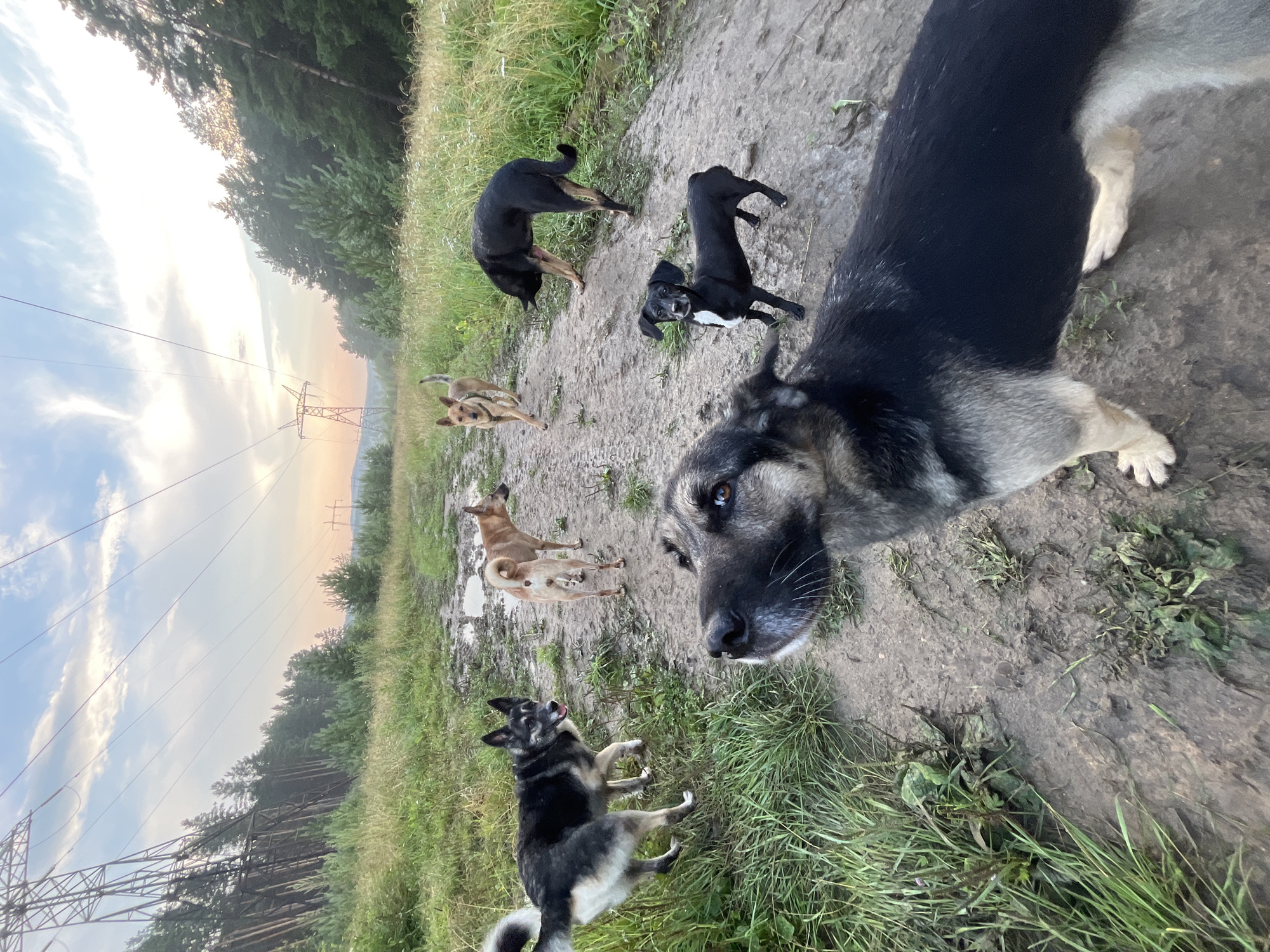 The image depicts a group of six dogs on a dirt path in a rural or semi-rural environment. The path appears muddy and is flanked by tall grass and trees. In the background, power lines and pylons are visible, suggesting the proximity of infrastructure. The sky is partly cloudy with a soft, diffused light, indicating it may be early morning or late afternoon. The dogs are of various breeds and sizes, and their activity is not clearly defined, though they appear to be gathered or walking along the path. The closest dog is in the foreground, facing the camera, with its head and shoulders filling the lower portion of the frame. The environment does not show any specific landmarks or characteristics that would definitively place it within Nizhny Tagil, Russia; it is a generic outdoor scene.