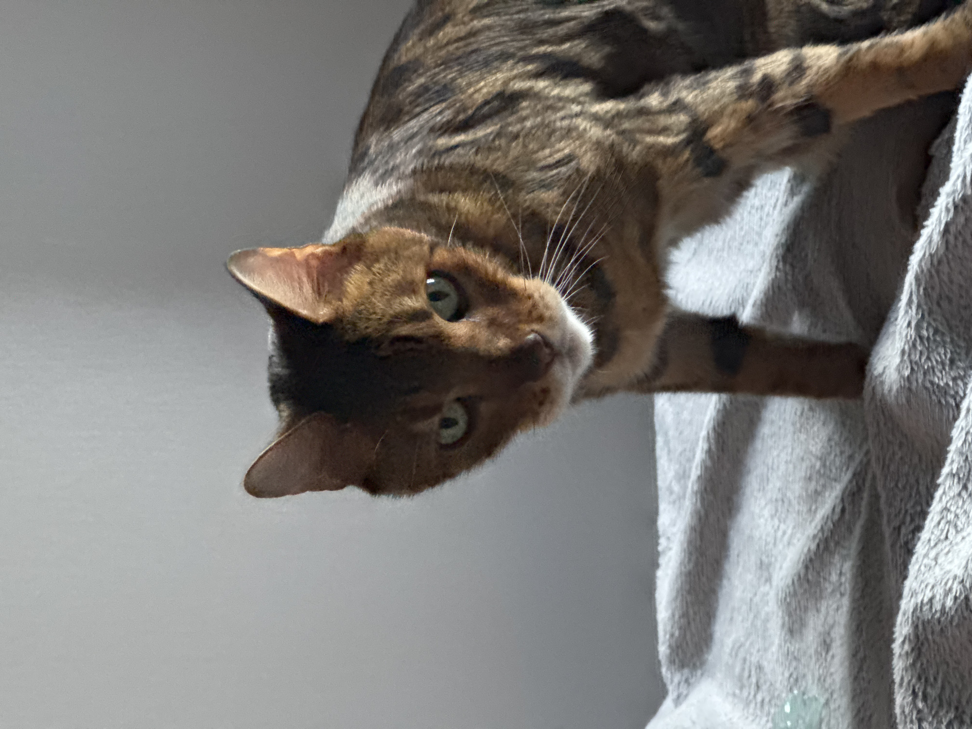 A close-up, tilted shot shows a Bengal cat with green eyes and distinctive brown and black spotted fur. The cat is positioned on a textured grey surface, possibly a blanket or towel, which fills the right side of the frame. The cat's head is tilted, and its gaze is directed downwards and slightly to the left. Its ears are perked, and long whiskers fan out from its muzzle. The background on the left is a plain, light grey, suggesting an indoor setting. The lighting appears to be soft, casting some shadows and highlighting the texture of the cat's fur and the fabric. There is no visible text or other subjects in the frame.