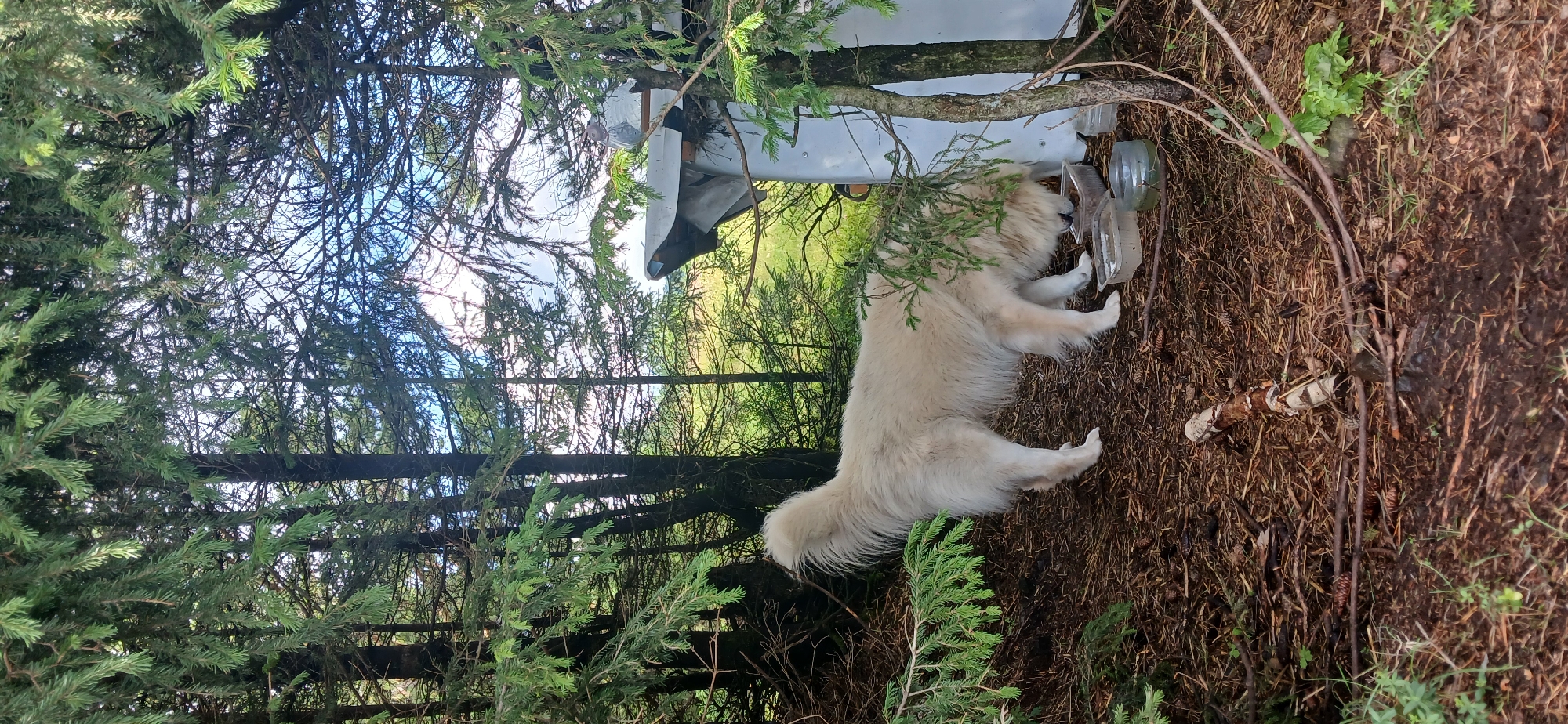 A fluffy, cream-colored dog stands in a wooded area, facing a white structure. The dog is positioned on a bed of pine needles and twigs, with its head lowered to a plastic container on the ground. The structure appears to be some kind of outdoor unit or shelter, with a white, possibly metallic, exterior. The surrounding environment is dense with pine trees, their branches forming a canopy overhead. Sunlight filters through the foliage, illuminating patches of the ground and the dog. In the background, a green, hilly landscape is visible, suggesting the location is at the edge of a forest. The overall scene is one of a dog in its natural habitat, possibly taking a break or drinking from a container.
