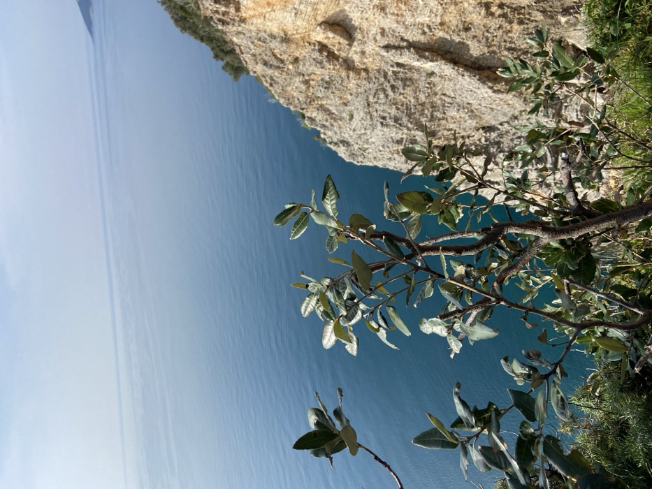 The scene depicts a coastal view from a cliff overlooking a calm, deep blue-green sea under a light blue, hazy sky. The specific location in the city of Unknown, Unknown is a rugged, natural coastline. In the foreground, several branches of green-leafed shrubs and smaller plants are prominently featured, with some leaves exhibiting lighter undersides. To the right, a steep, light-colored rock cliff face, displaying textures of tan and orange, descends sharply towards the water. The expansive sea extends horizontally to a distant horizon, where a faint landmass or elevated terrain is visible on the far right. No people, animals, or man-made structures are present within the frame. The environment is illuminated by bright, clear daylight.