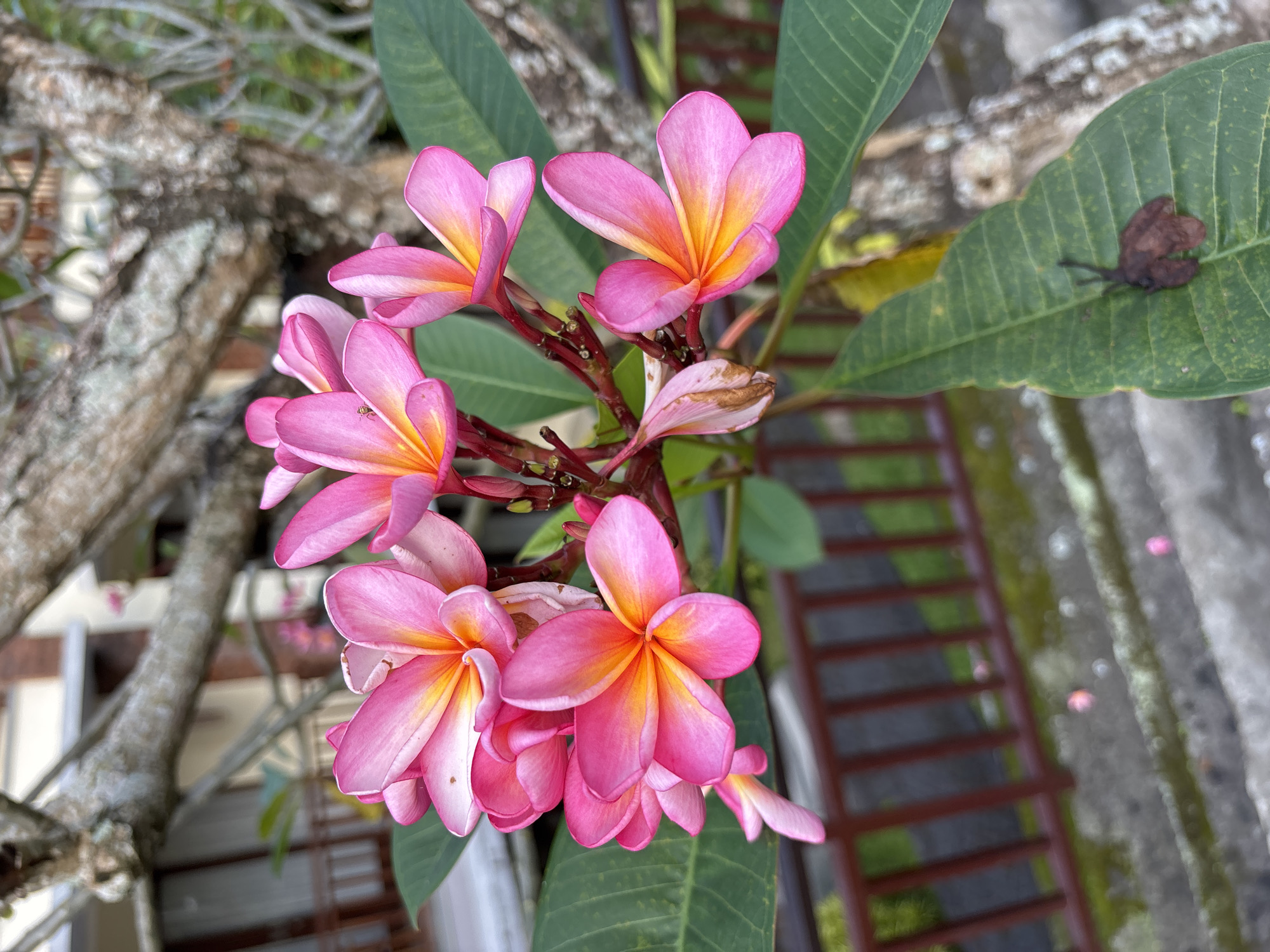 The image captures a close-up view of a cluster of pink and yellow Plumeria flowers, commonly known as Frangipani, amidst green leaves. The background includes a tree branch and a glimpse of a wooden structure resembling a ladder. The location appears to be the Ubud District in Indonesia, based on the typical vegetation and architectural elements. No people are visible.