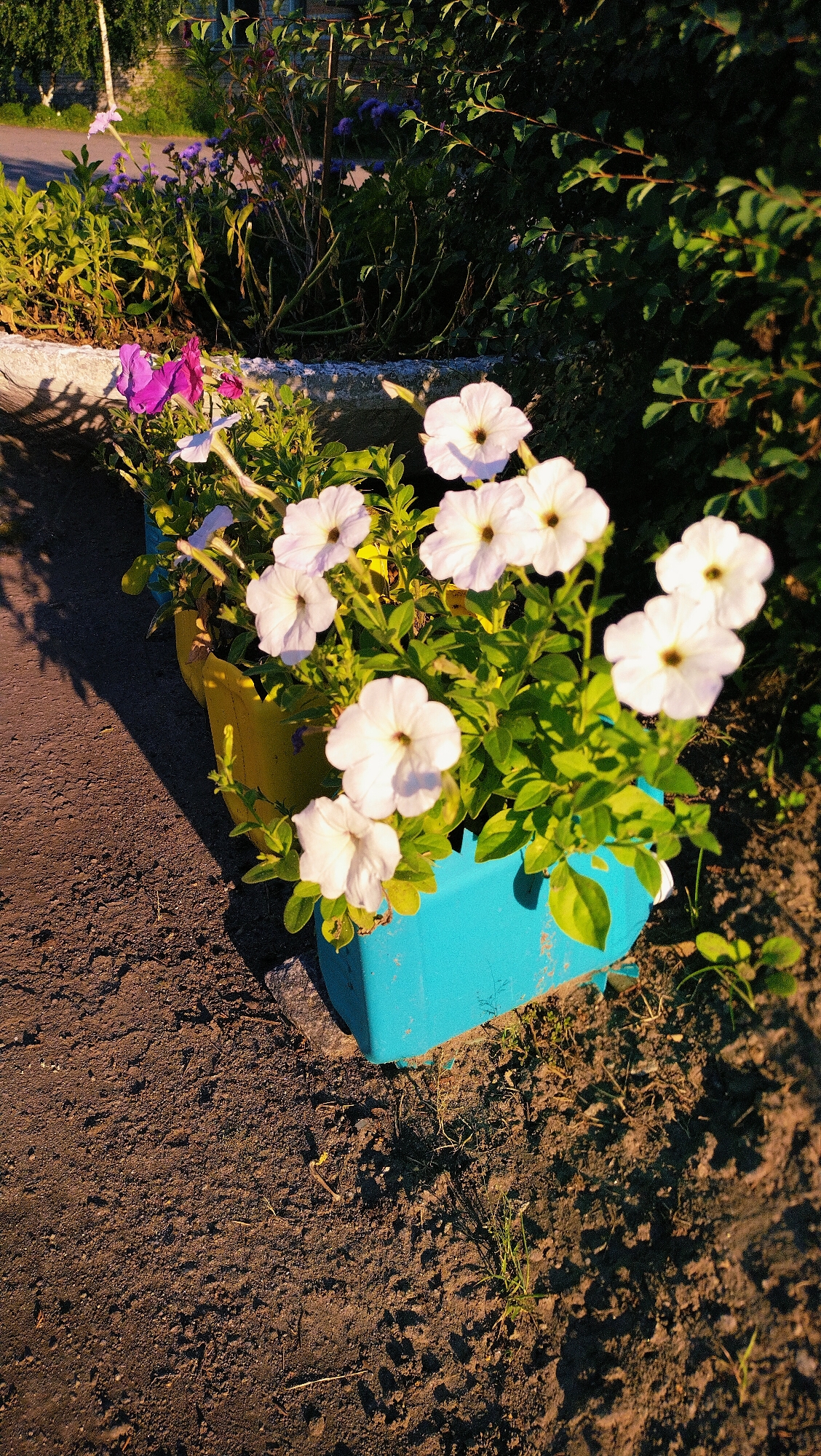 An outdoor, eye-level, medium shot captures a planter box filled with white petunias and a few purple flowers. The planter box is a bright turquoise color and appears to be made of plastic. Behind the planter, a gray concrete planter is visible, also containing some purple flowers. The ground in front of the planter is composed of dark brown soil, with some small stones and sparse green vegetation growing. Sunlight casts long shadows from the planter and flowers onto the soil. In the background, lush green foliage and the trunks of trees can be seen, suggesting a natural or park-like setting. The overall lighting indicates it is daytime, possibly late afternoon due to the warm, golden hue of the sunlight. There are no people or animals present in the scene.
