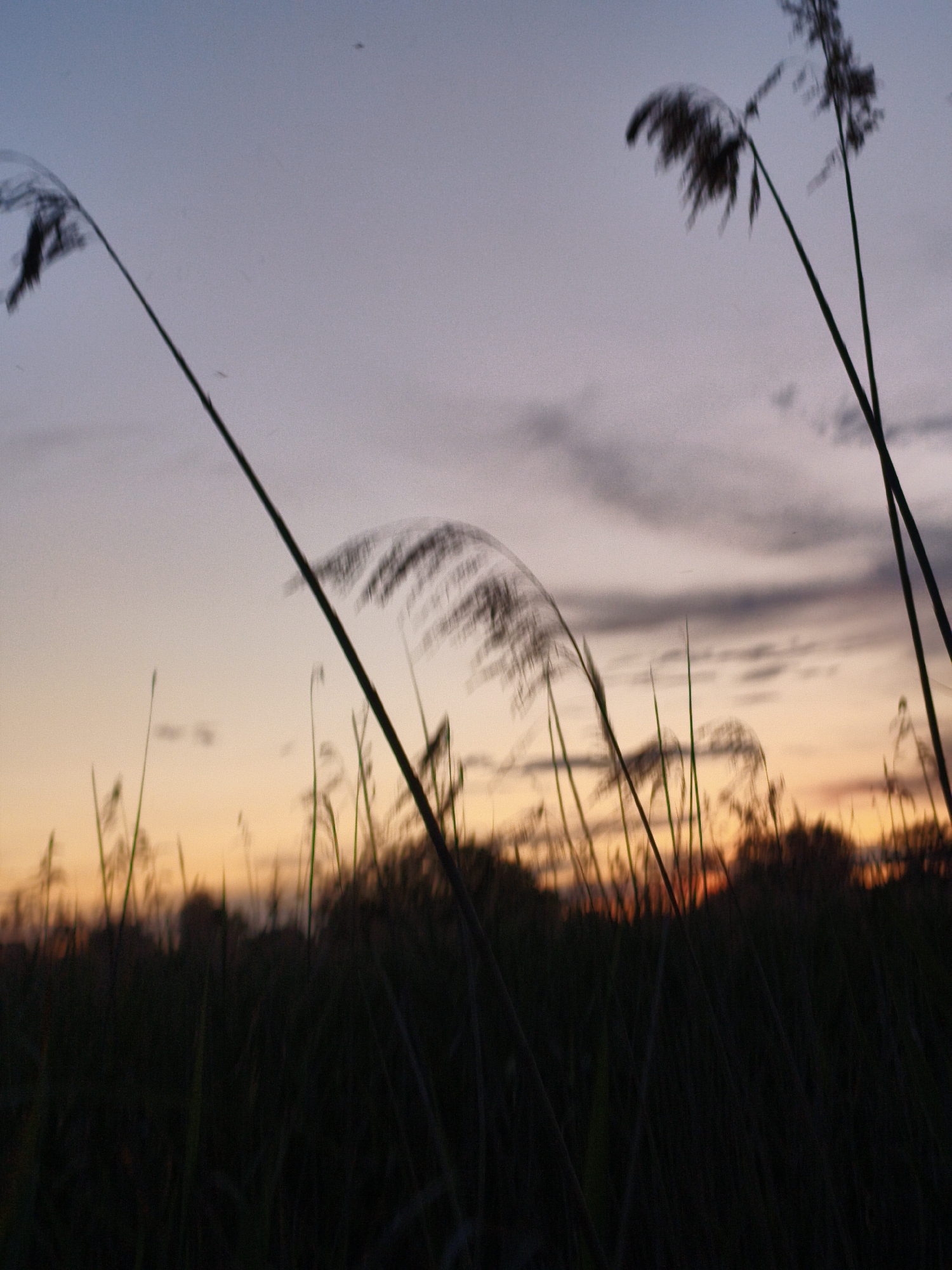 The image depicts a field of tall grass silhouetted against a twilight sky. The sky transitions from a pale blue at the top to a warm orange and yellow near the horizon, suggesting either dawn or dusk. Wispy clouds are visible in the upper portion of the sky. Several stalks of grass are prominent in the foreground, with their feathery tops blurred by motion, likely due to wind. The lower part of the image is dark, showing a dense field of grass. The scene appears to be outdoors, possibly in a rural or natural setting. There are no people or animals visible in the image. The location is identified as Ustyvytsia, Ukraine.