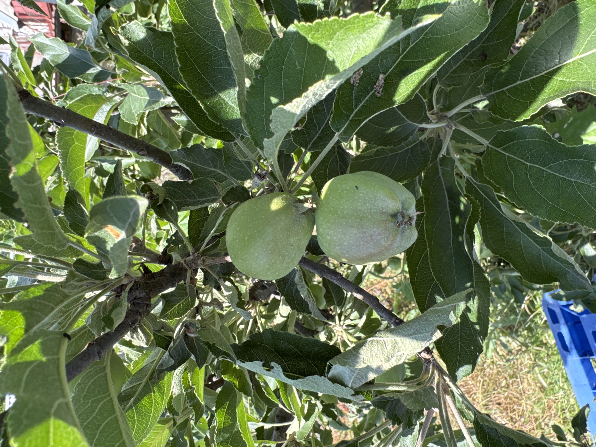 A close-up, vertical shot captures two young, green apples hanging from a tree branch amidst lush foliage in Rozdilna, Ukraine. The apples are positioned one above the other, with the top apple being slightly larger and smoother than the bottom one. Both apples appear unripe, with a light green hue and faint speckles on their surfaces. The leaves surrounding the apples are a vibrant green, some exhibiting a slightly fuzzy texture. Sunlight dapples through the leaves, creating areas of light and shadow. In the background, a blurred scene of dry grass and a portion of a blue plastic crate are visible. The overall setting suggests an outdoor environment, possibly an orchard or garden.