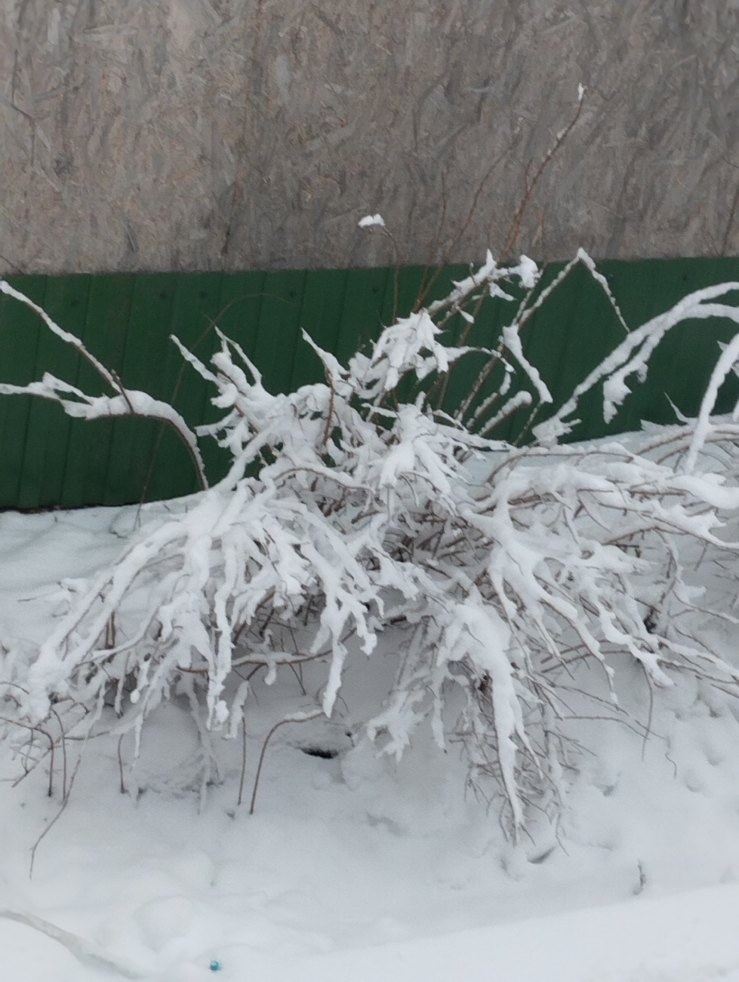 The image depicts a snow-covered bush in what appears to be a winter scene in Krasnogorskoye, Russia. A green wooden fence is visible in the background, topped by a gray, textured surface. The branches of the bush are heavily laden with snow, and the ground is completely covered in snow. The scene suggests a cold, overcast day with significant snowfall.