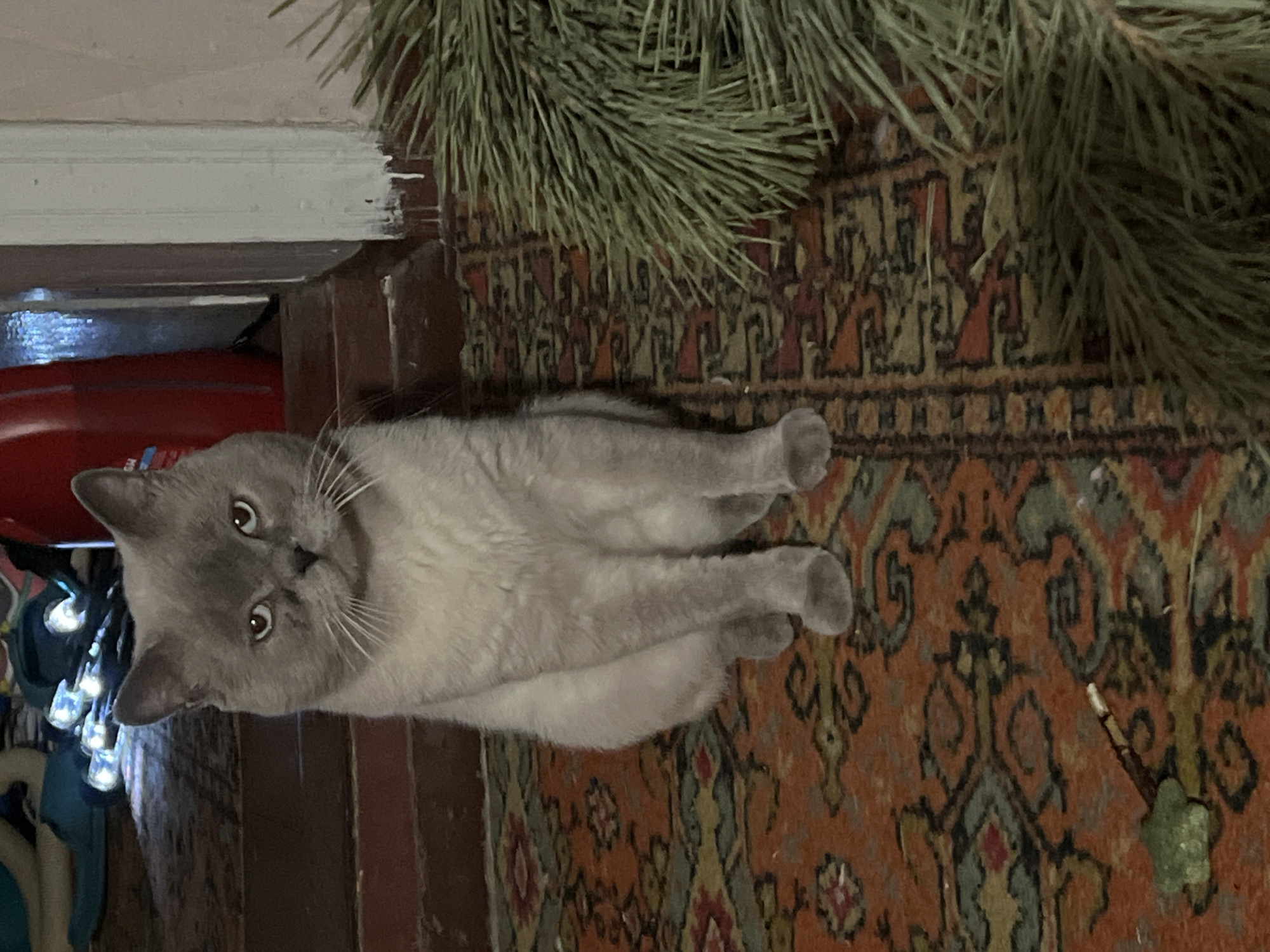 A gray cat with white whiskers sits on a patterned rug, looking directly at the camera. The cat is the main subject and is positioned in the center of the frame. The background includes a red container, wooden steps, and a Christmas tree branch on the right side of the image. The lighting is dim, creating shadows.