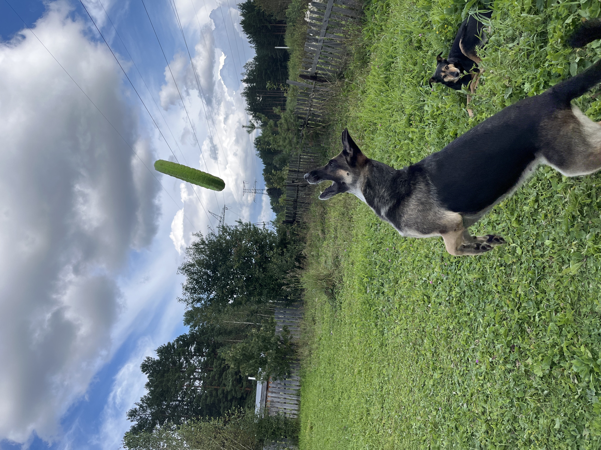 A medium shot captures two dogs in a grassy outdoor setting. In the foreground, a German Shepherd mix is captured mid-air, jumping with its mouth open towards a cucumber suspended in the air. The dog's body is angled upwards, with its hind legs extended. Behind it, to the right, another dog, a black and tan mix, lies down in the grass, observing the scene.
The environment is a rural or suburban backyard with a wooden fence in the background. A line of trees borders the fence, and further beyond, a power line tower is visible against a cloudy blue sky. The grass is green and uneven, with scattered small purple flowers. The overall impression is a playful, candid moment of dogs interacting with an unusual object in a natural, unmanicured setting. The specific location of Nizhny Tagil, Russia, is not evident from visual cues within the image itself.