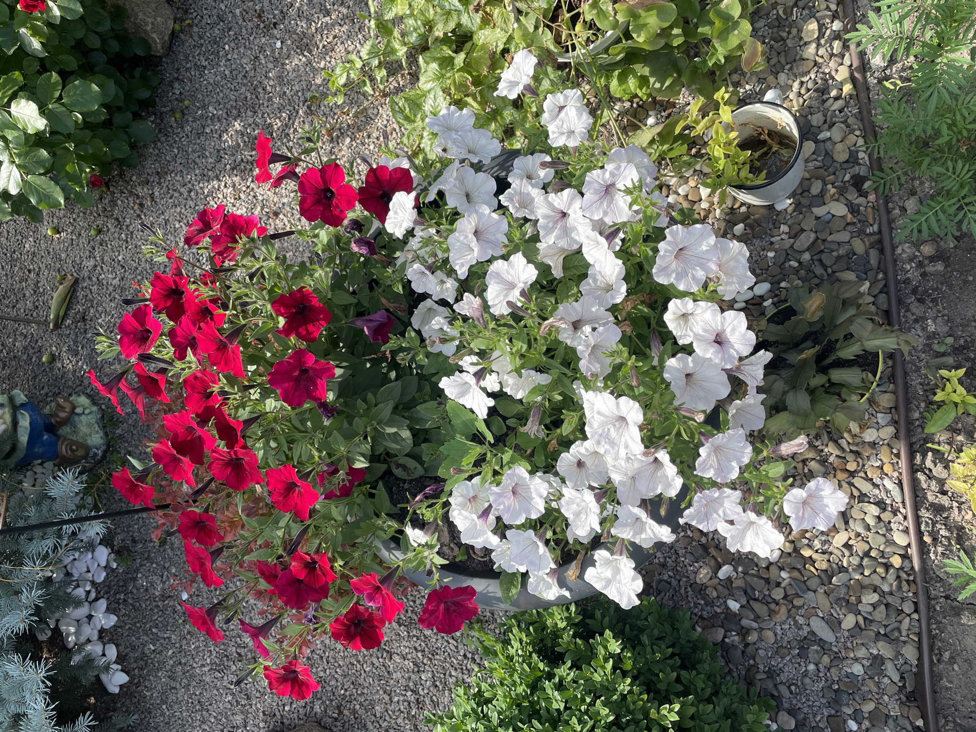 The image displays a close-up, high-angle view of a large planter filled with a mix of red and white petunias. The planter is situated outdoors on a bed of small, multicolored gravel. To the left of the planter, there is a dense, green shrub. Behind the planter, a portion of a light blue spruce tree is visible, along with a small garden gnome. To the right of the planter, there are other green plants and foliage. The overall scene is consistent with a well-maintained garden or landscaping feature, possibly in a residential or public outdoor space. The location is identified as Kobeliaky, Ukraine.