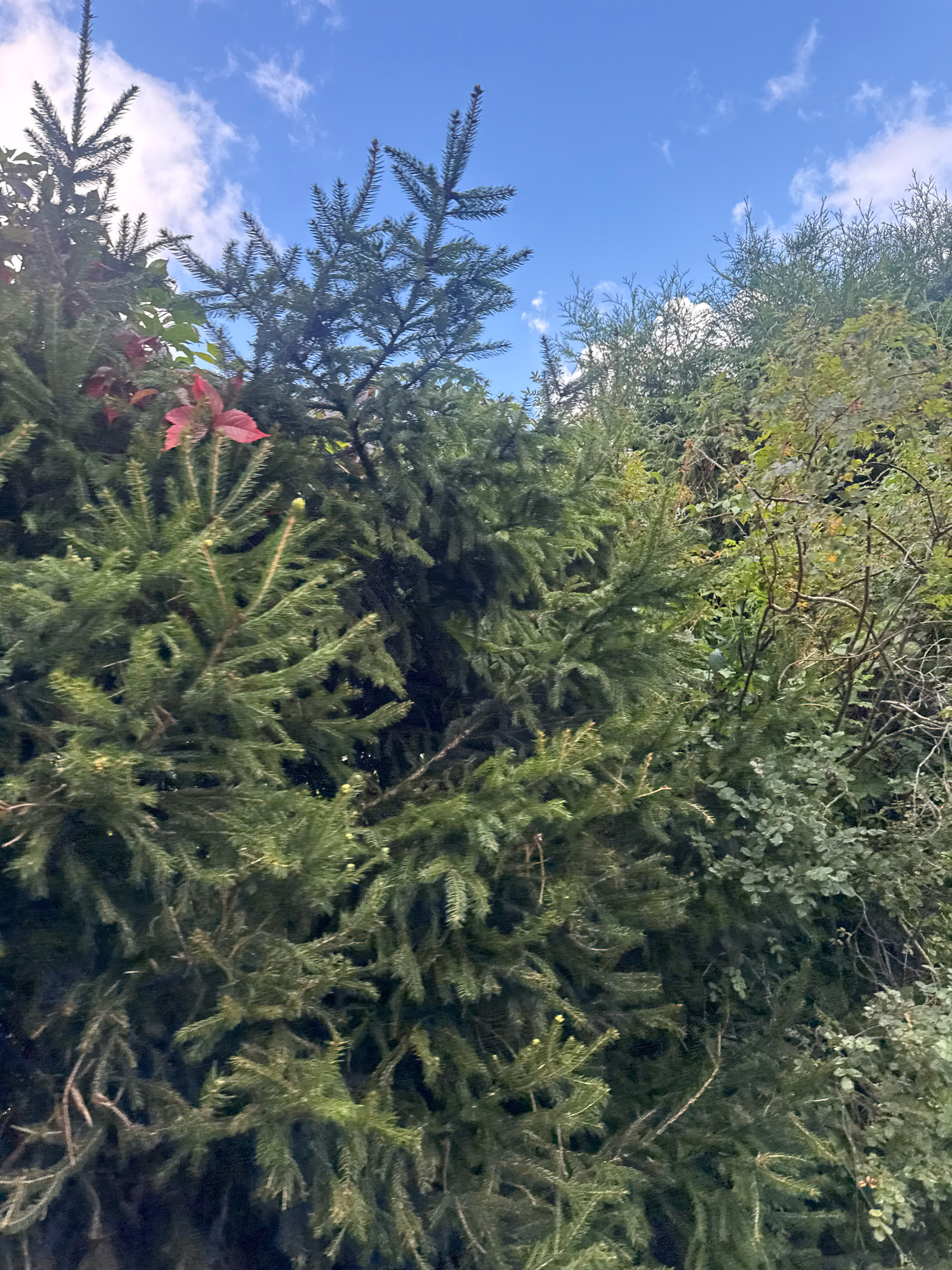 An image captures a dense, green canopy of evergreen trees and other foliage against a bright blue sky dotted with white clouds. The foreground is dominated by the thick branches and needles of an evergreen tree. A few vibrant red leaves are interspersed within the green, suggesting the presence of a deciduous plant nearby. To the right, the foliage becomes a mixed array of greens and browns, with thinner branches and smaller leaves. The scene appears to be an outdoor natural setting, possibly a park or forest edge within the city of Tallinn, Estonia, given the provided context. There are no people or animals visible in the image, and no discernable activity is taking place. The lighting suggests it is daytime, with the sun illuminating the upper portions of the trees.
