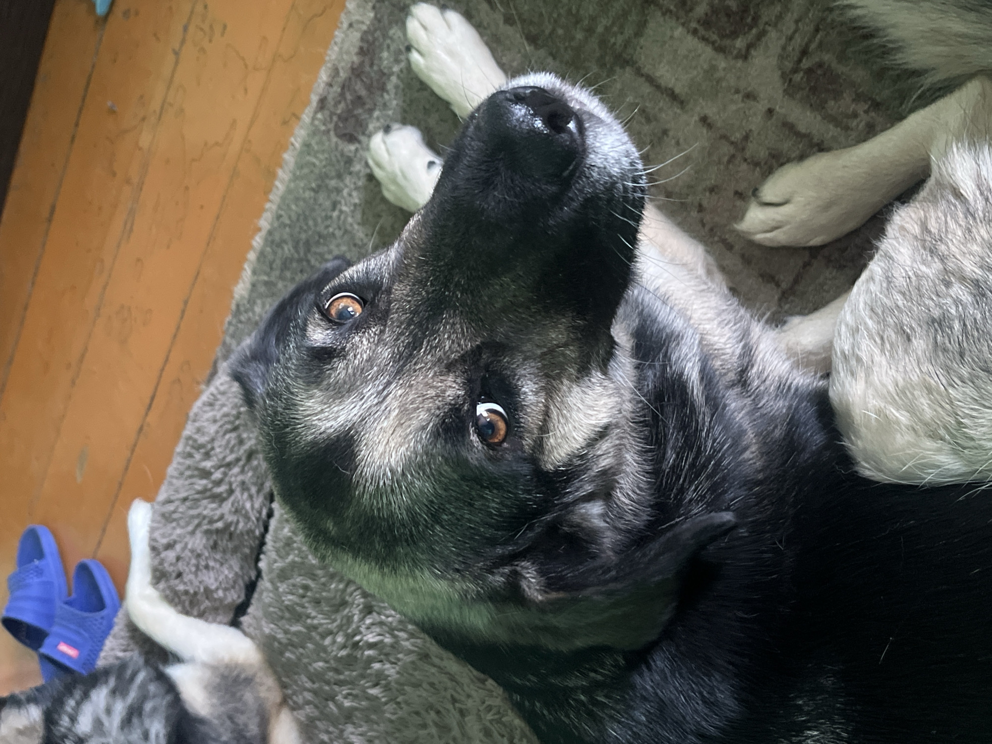 A medium-sized dog with mostly black fur with grey and white markings, possibly a husky mix, lies on a plush grey bed. The dog is on its back, looking up at the camera. The dog has brown eyes and a black nose. The background consists of a brown wooden floor on the left, a patterned grey rug on which the bed rests. A pair of blue sandals are partially visible in the lower left corner of the image. The location is not provided in the image.