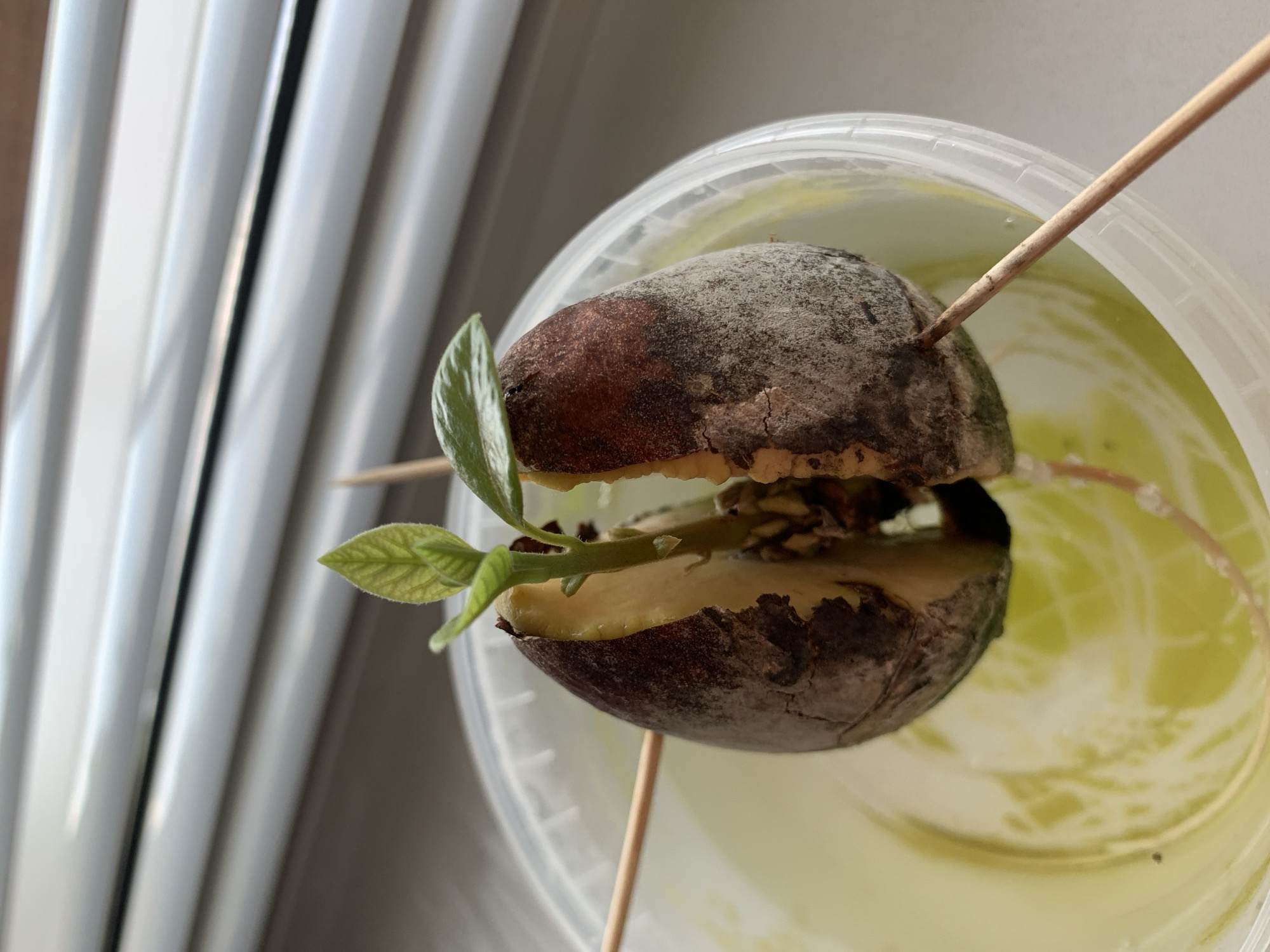 A close-up, eye-level shot shows an avocado seed sprouting in a clear plastic container filled with light yellow liquid. The avocado seed is split in half, with toothpicks inserted into each half to suspend it above the water. A small green sprout with two leaves has emerged from the top of the seed. The background consists of a window with horizontal blinds. The scene appears to be indoors, likely on a windowsill, given the light source and the blinds. There are no people or animals visible. The location is Kapyĺ, Belarus.
