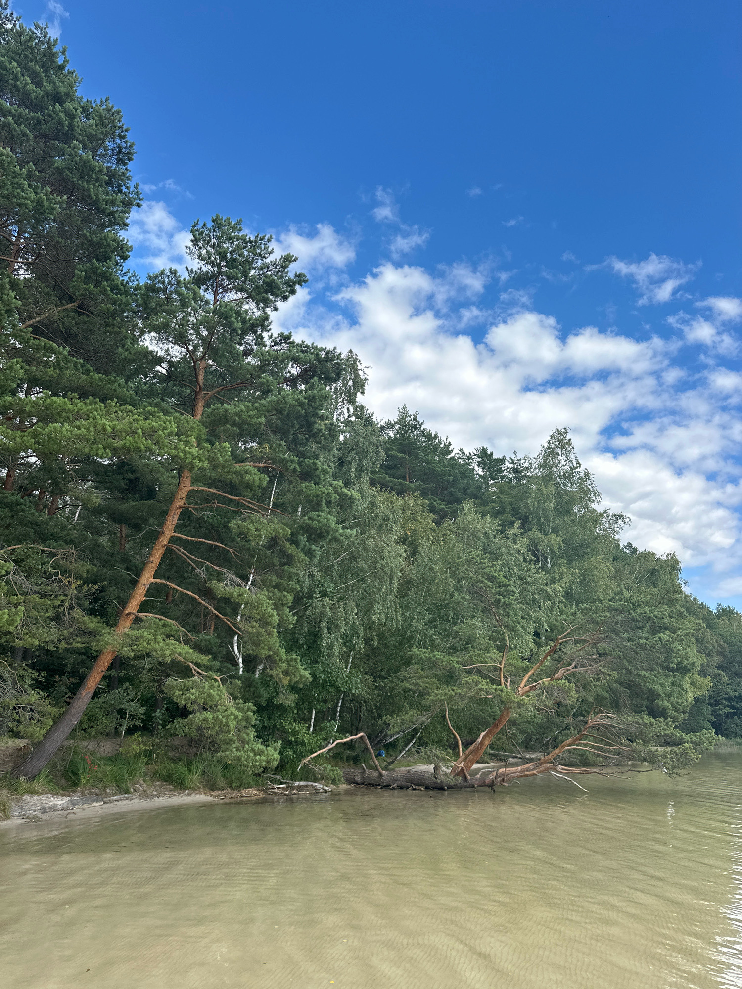 The image depicts a tranquil lakeside scene with a dense forest bordering the water. The sky is a vibrant blue with scattered white clouds. The water is a murky greenish-brown, with visible ripples and sand patterns on the bottom near the shore. A sandy beach leads into the water, with grass and vegetation growing at the edge of the forest. The forest itself is a mix of pine and deciduous trees, with some older, leaning trees closer to the water's edge, including a large fallen tree trunk extending into the lake. The overall impression is one of a natural, undisturbed landscape. The location is identified as Мядзельскі сельскі Савет, Belarus. There are no people or animals visible in the image.