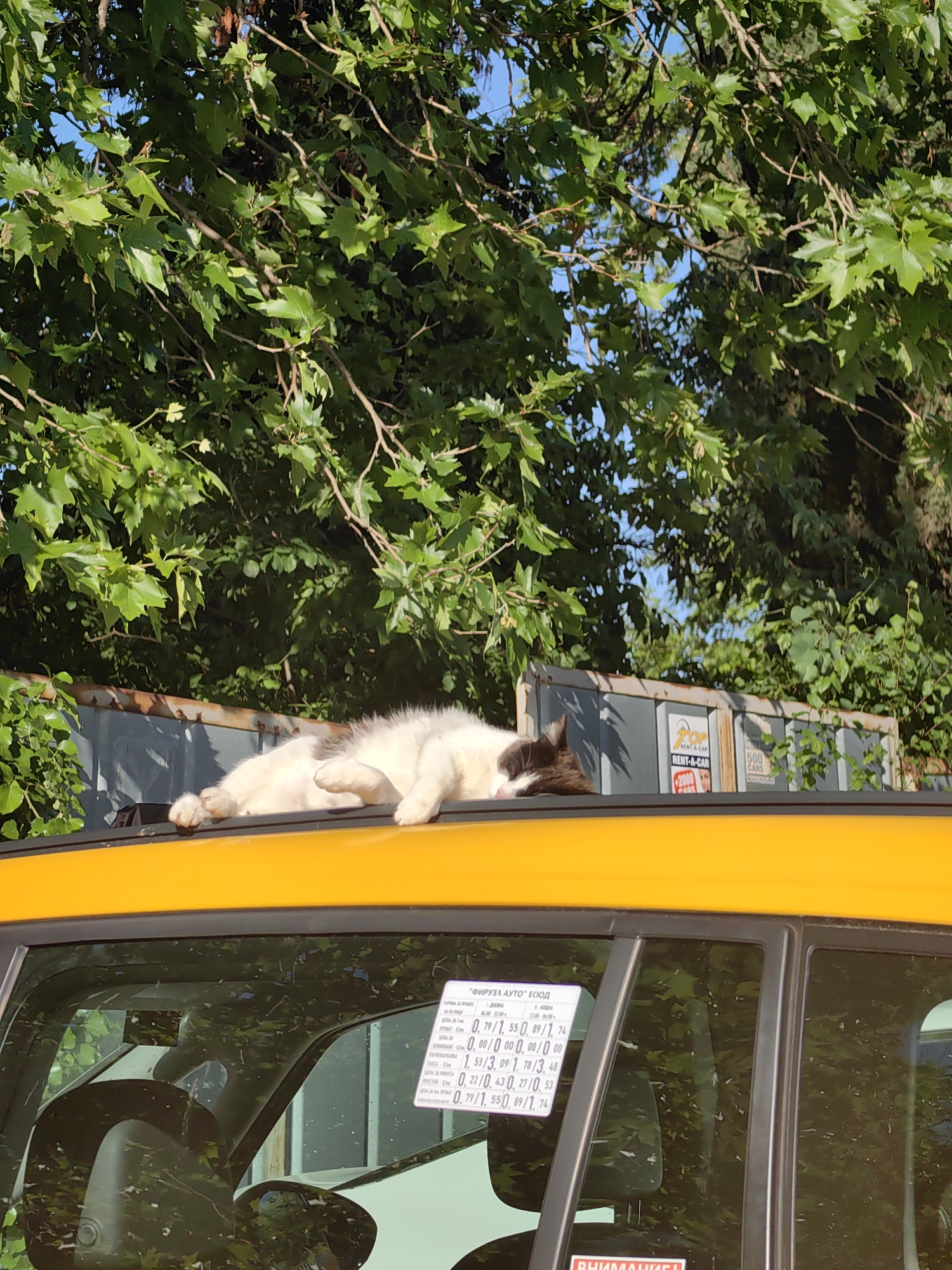 A medium shot, taken during daylight, showcases a white and brown cat sleeping on the bright yellow roof of a taxi. The taxi's windshield features a price sticker that reads "ФИРУЗА АУТО" ЕООД, suggesting this is likely a taxi service operating in Bulgaria. In addition, the sticker advertises a car rental service that features "500 cars". The taxi is parked beneath a large tree with dense green foliage and leaves, providing shade. In the background, a gray metal fence can be seen, adding depth to the scene. Based on the price sticker, the image likely originates from the city of Varna, Bulgaria.