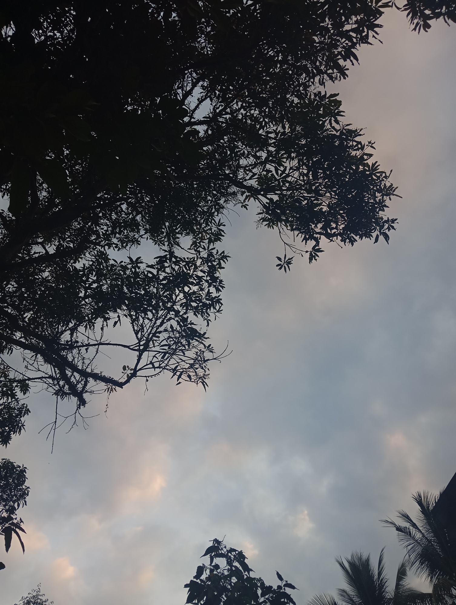 This is a low-angle shot of trees against a cloudy sky in Kalialang, Indonesia. The image is dominated by the dark silhouettes of dense foliage, with branches and leaves creating intricate patterns against the lighter sky. The sky itself is filled with a mix of gray and pale pink clouds, suggesting either dawn or dusk. There are no people or explicit human-made objects visible, only the natural elements of trees and the sky. The overall impression is one of natural beauty and a serene, possibly overcast, atmosphere.