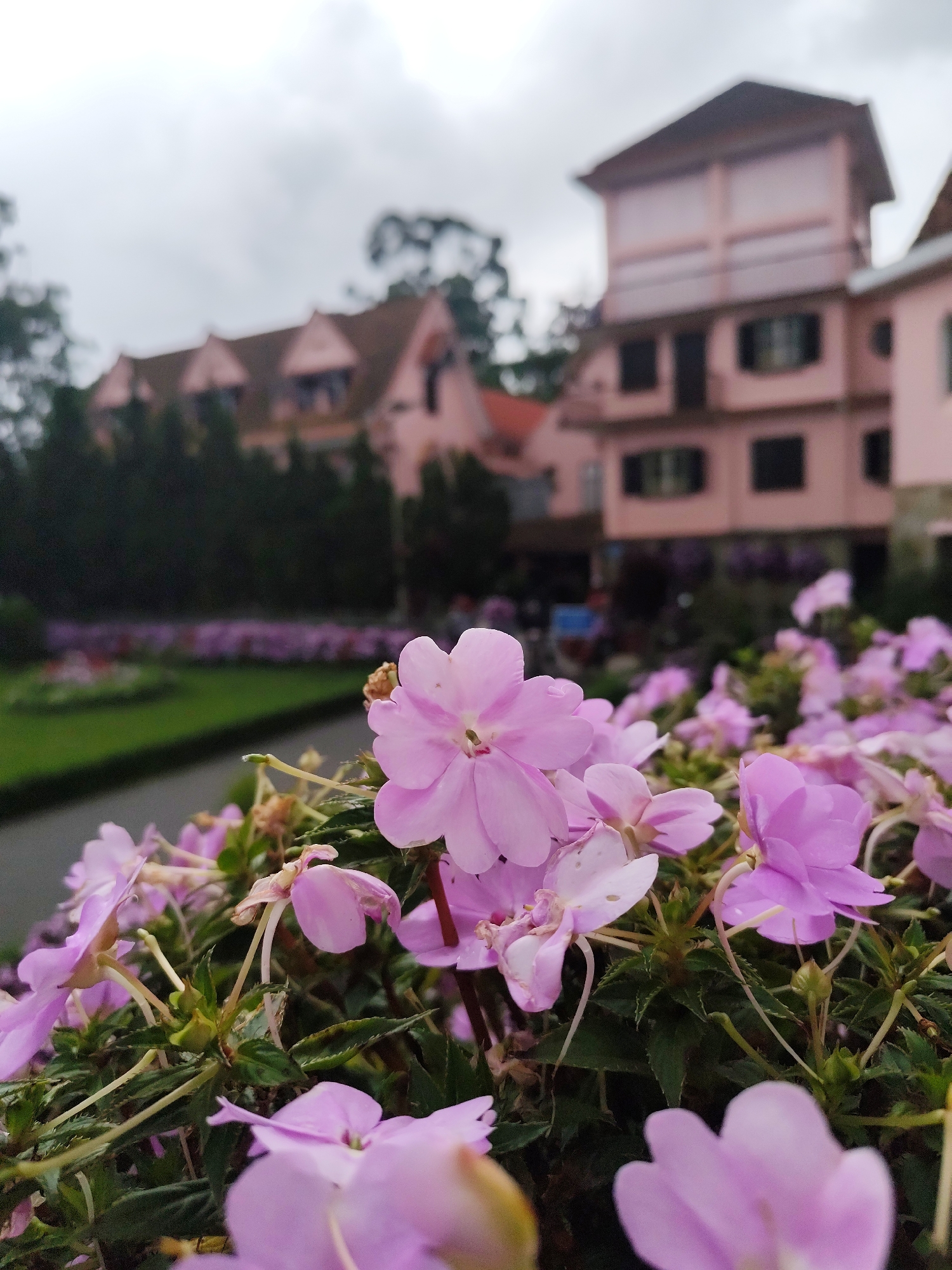 A shallow depth of field image captures a cluster of light purple impatiens flowers in the foreground. Beyond the flowers, a blurred backdrop reveals a manicured garden with a winding pathway and a line of dark green trees. Further in the distance, several pink buildings with brown roofs are visible, suggesting an urban or suburban setting. The sky is overcast, and the overall lighting is soft and diffused. This scene appears to be located in the vicinity of Cam Ly - Đà Lạt, Vietnam, a region known for its floral gardens and distinct architecture.
