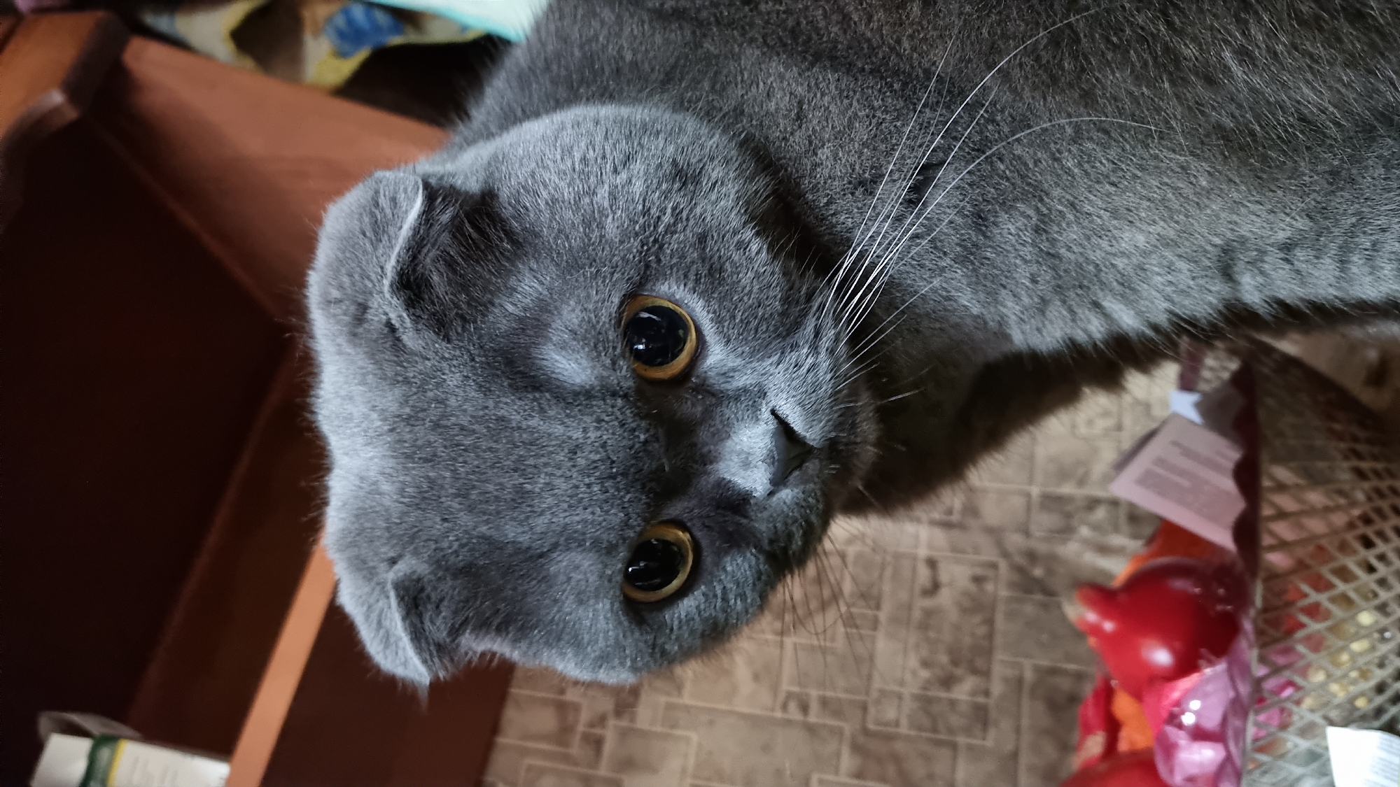 The image shows a close-up of a grey Scottish Fold cat's face. The cat has large, round, amber-colored eyes and folded ears. Its fur is short and dense. The background is blurred, but appears to be an indoor setting with a tiled wall and some shelves. A basket containing red objects, possibly decorative fruits or toys, is visible in the lower left corner. The cat's gaze is directed slightly downwards and to the left. The lighting is artificial and casts soft shadows. The image is taken at eye-level with the cat. There is no visible information indicating the location in the city of Vysokoe, Russia.