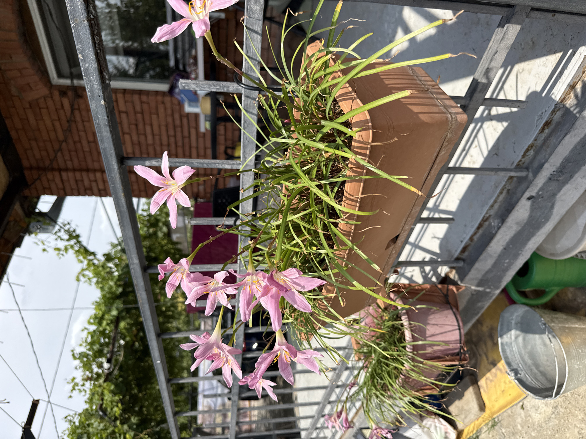 In Krtsanisi, Georgia, on a sunny day, a metal railing forms a barrier in front of a brick building. A rectangular terracotta planter box, mounted on the railing, overflows with delicate pink flowers and long, green grass-like leaves. The flowers, with their distinct petals and yellow centers, are the focal point of the scene. Behind the planter, clothes hang on a line, and the brick wall of the building has a window. To the left of the planter, another pink pot holds similar plants. On the ground below, a metal bucket and a green watering can are visible. The overall impression is one of a vibrant, home-grown garden.