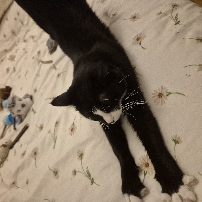 A black and white cat stretches out on a patterned white sheet. The cat's body extends diagonally across the frame. Its paws are white. Several toys lie near its head. The sheet is decorated with small daisy-like flowers and delicate green stems. The lighting is soft and warm, creating a cozy and inviting atmosphere.