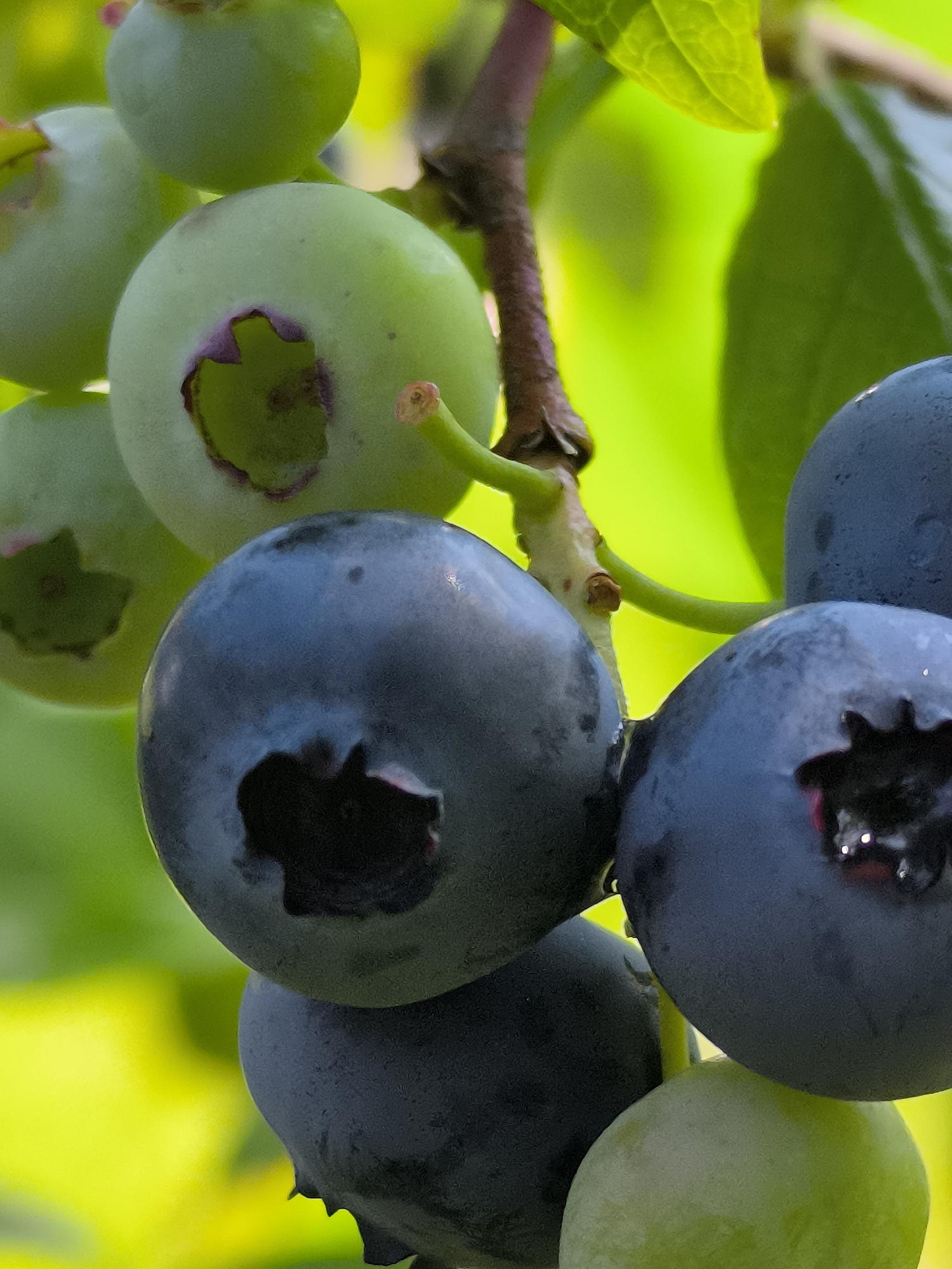 The image displays a close-up view of a cluster of blueberries on a branch, with some berries still green and others ripe and dark blue. The background is a soft focus of green foliage and bright yellow light, suggesting an outdoor, natural setting. There are no people or signs of human activity visible. The scene is likely a garden or a natural wooded area.