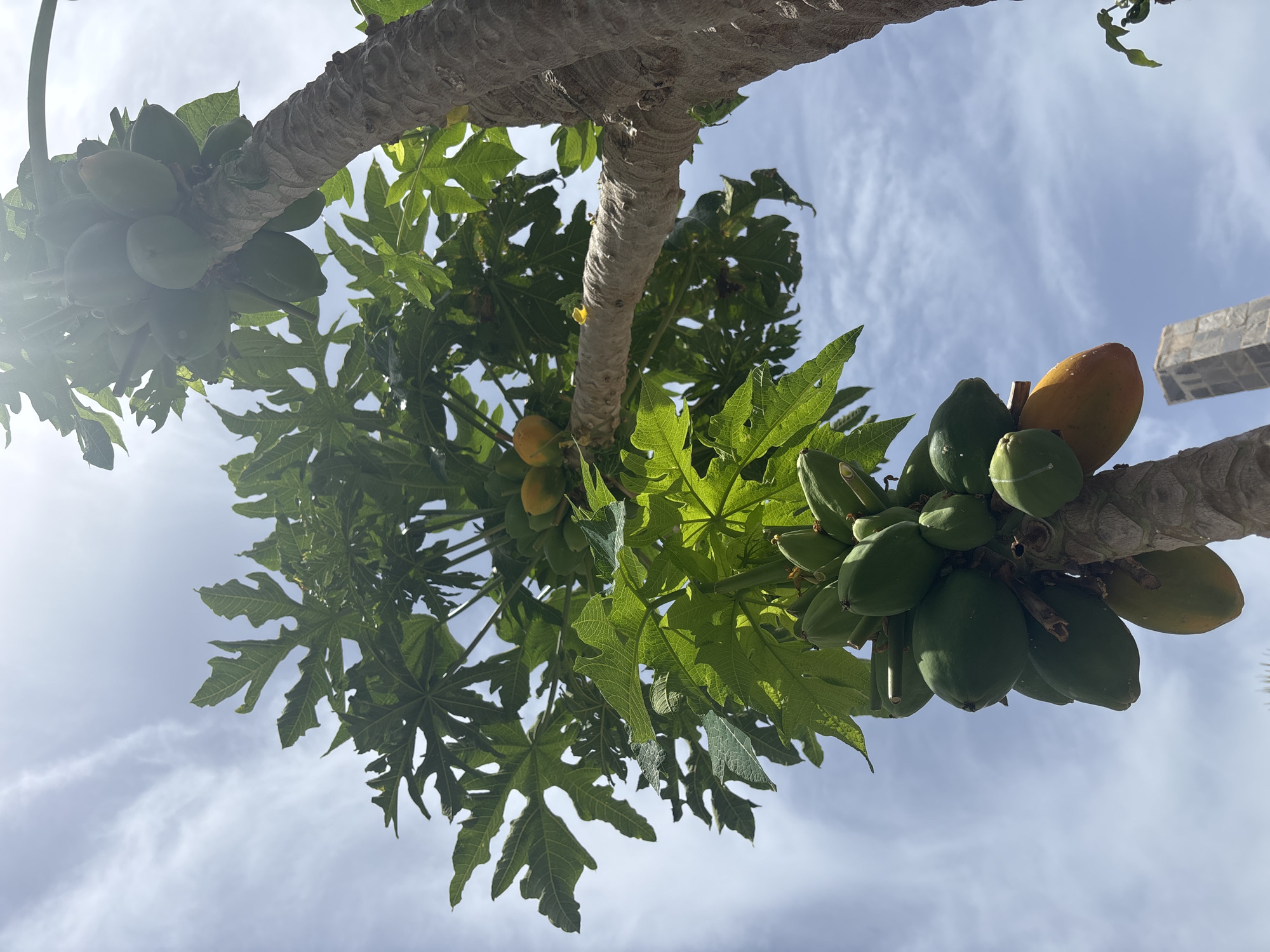 This is a low-angle shot of a papaya tree with a blue sky and scattered white clouds in the background. The tree has large, green, palmate leaves and a rough, segmented trunk. Several bunches of green papayas are visible, along with a few that are turning yellow. The sun is shining brightly, creating lens flare in the upper right portion of the image. In the lower right, a portion of a stone structure is visible, which appears to be a building or a wall. This image was taken outdoors in the city of Orihuela, Spain.