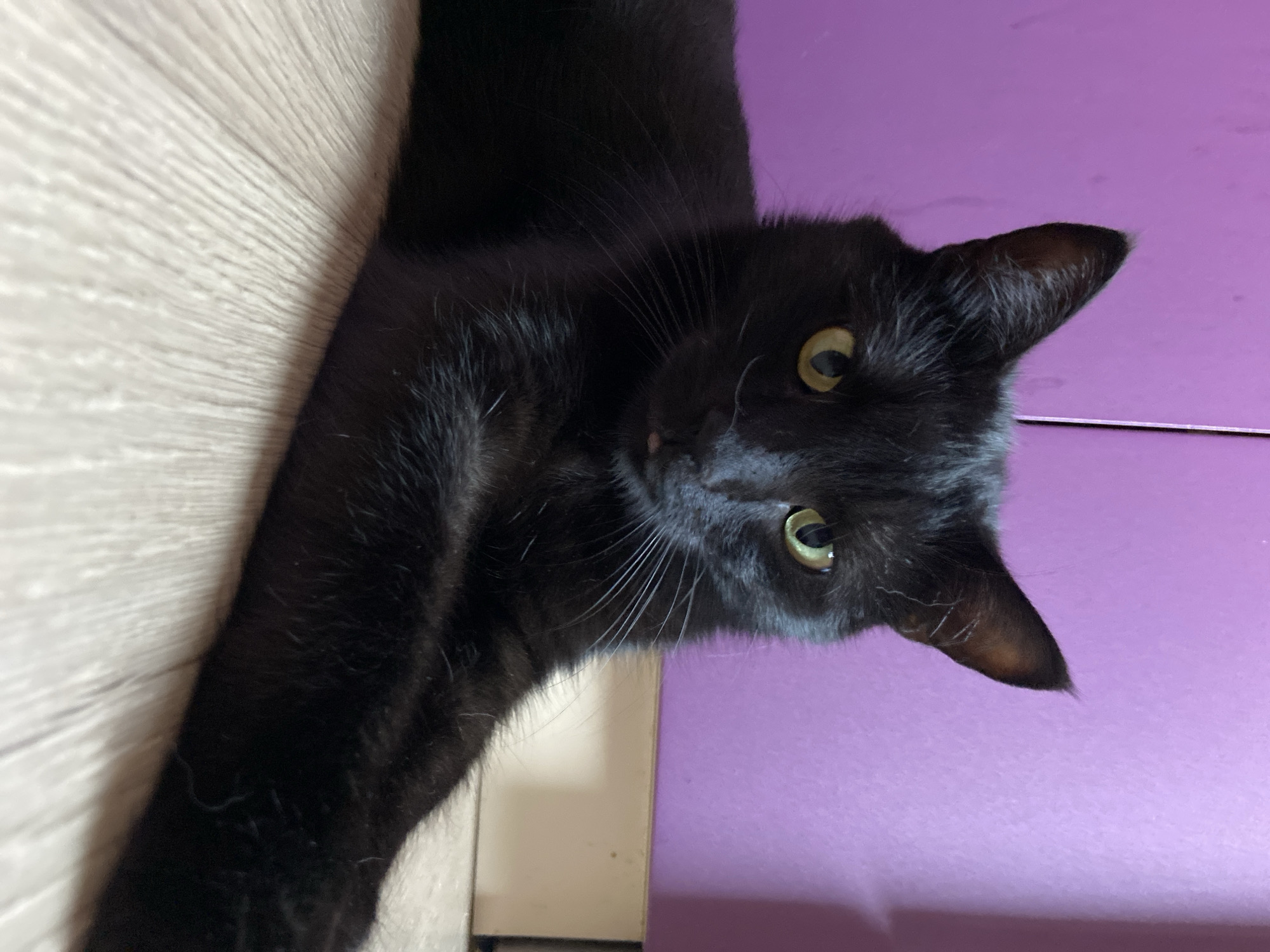 A black cat with yellow-green eyes lies on a light-colored wooden floor. The cat is looking directly at the camera with its head tilted slightly. Its front paws are extended forward. In the background, a purple wall is visible. There is a light-colored rectangular object leaning against the wall.