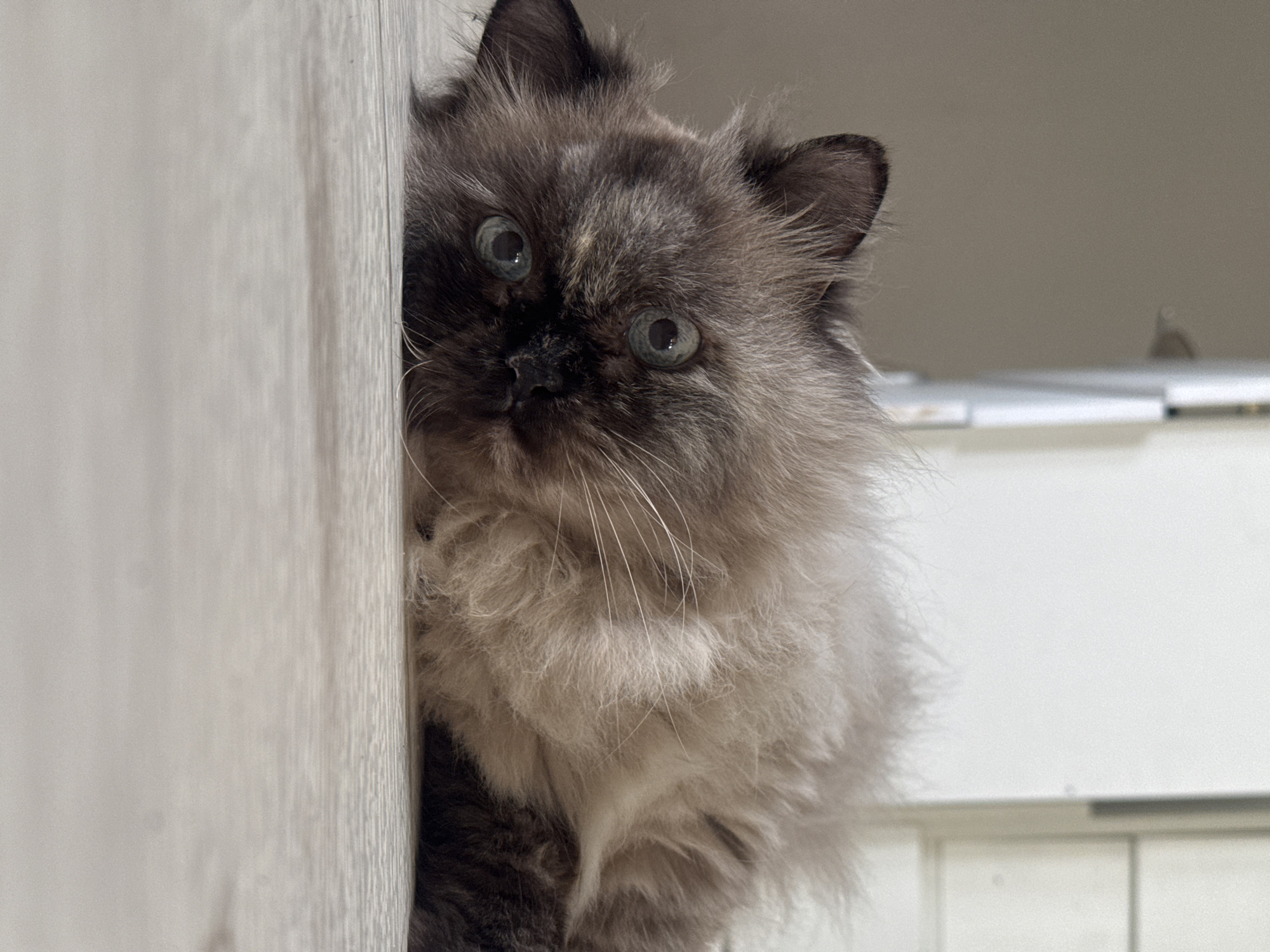 A fluffy, long-haired cat with gray and white fur peeks out from behind a light-colored wooden cabinet or door. The cat has a dark face, prominent whiskers, and light-colored eyes that gaze directly at the viewer. The background is a neutral beige color, suggesting an indoor setting.