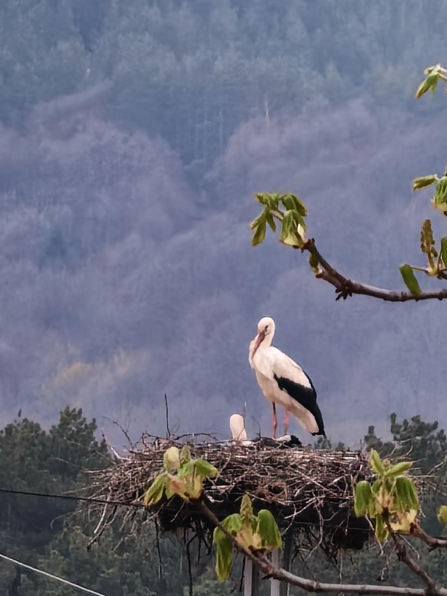 A detailed view shows a stork standing in its nest, which is positioned in the city of Unknown, Unknown. The nest is made of twigs and branches. The stork is primarily white with black wing feathers. There appear to be two eggs in the nest beside the stork. In the foreground, there is a tree branch with green leaves. The background shows a dense forest and a misty mountain range.