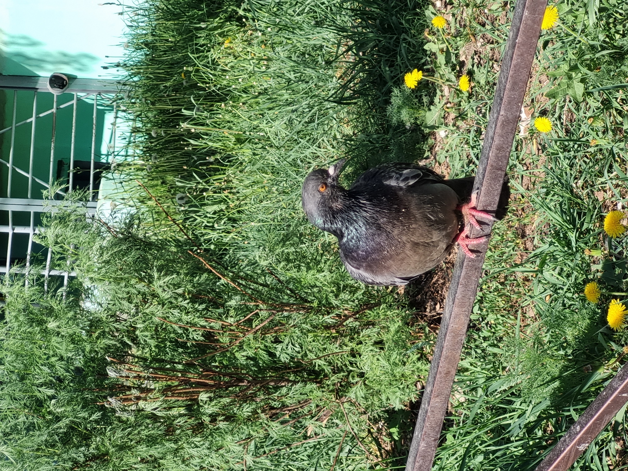 A medium shot shows a pigeon standing on an iron railing in a grassy area with dandelions on a sunny day in Chaikovsky, Russia. The pigeon has gray and black feathers with orange eyes. Its feet are pink and positioned on the railing. To the left of the railing, there is a green bush and a metal gate with a surveillance camera mounted above it. The grass is green and mixed with yellow dandelions.