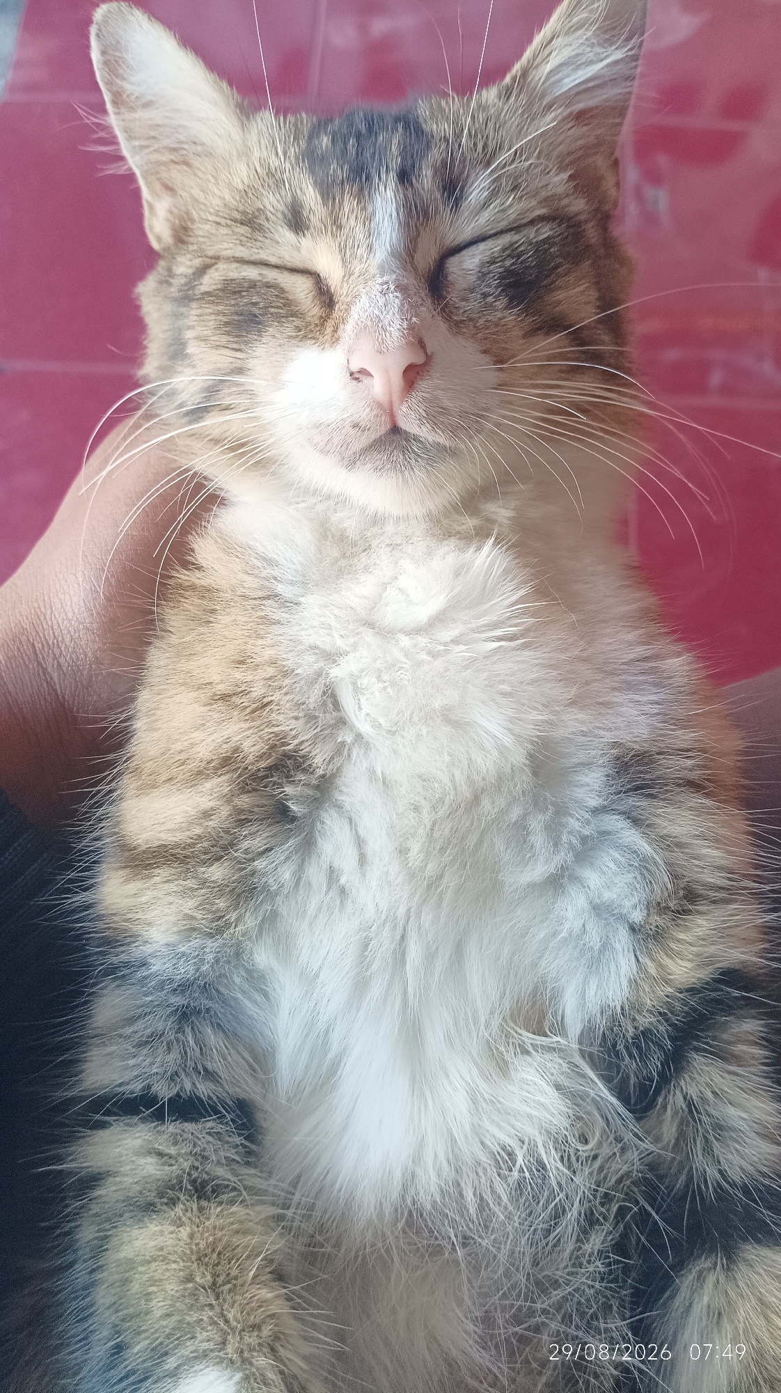 A close-up, overhead shot captures a domestic cat with its eyes closed, seemingly relaxed and being held. The cat has a tabby pattern with white fur on its chest and face. Its ears are pointed upwards, and long white whiskers extend from its muzzle. The background is a textured pink surface, possibly a wall or floor. A hand is visible gently cradling the cat. The timestamp "29/08/2026 07:49" is present in the lower right corner. The scene appears to be indoors, potentially in a residential setting within Tasikmalaya, Indonesia, given the provided context.