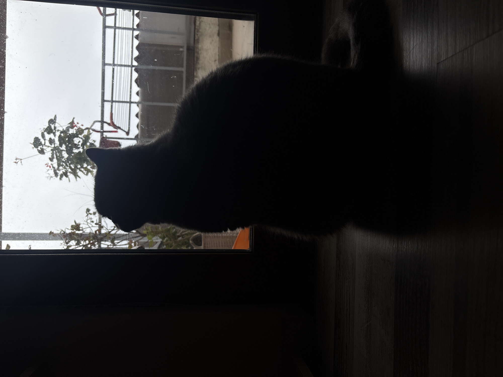 The image shows a cat's silhouette inside a room, looking out of a window. Outside the window, a plant with red berries is visible, as well as part of a metal structure, and a corrugated roof. The image appears to be taken indoors with the door and wooden floors visible. The cat is near the door. It is not possible to determine the location of Burgas, Bulgaria from this image.