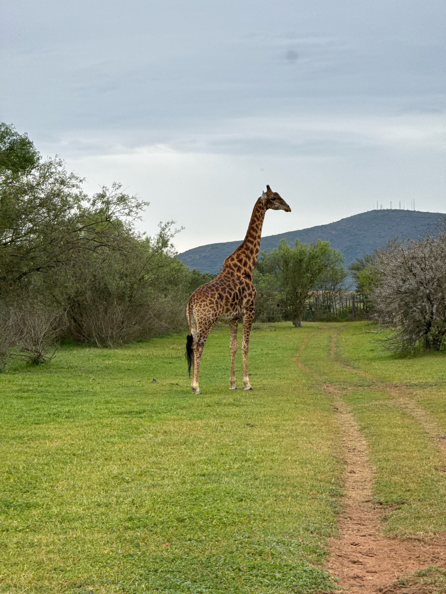 A solitary giraffe stands in a grassy field, facing to its right. The giraffe is positioned in the center of the image, with its long neck and distinctive spotted pattern clearly visible. The field is covered in green grass, with a dirt path curving through it from the foreground towards the background. To the left of the giraffe, dense green trees and bushes form a thick line. To the right, a blooming tree with white flowers adds a touch of contrast to the scene. In the distance, a rounded hill with several cell towers on its crest is visible against an overcast sky. The overall impression is one of a natural, wild setting, possibly within a reserve or park. The location is not specified in the image.