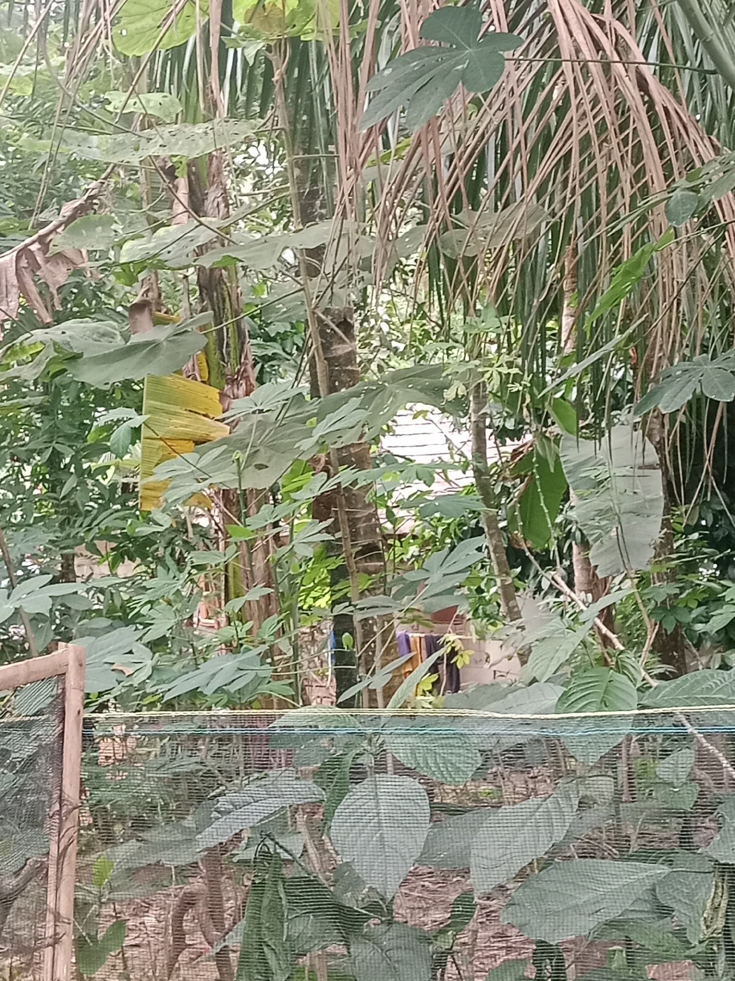 The image depicts a dense, natural environment with lush vegetation. Several tall trees with visible trunks and abundant foliage dominate the scene. The leaves are varied in size and shape, with some appearing broad and hand-like, while others are long and slender, resembling palm fronds. In the center of the image, a section of a tree trunk is partially wrapped in a bright yellow material, possibly protective covering or a marker.
In the background, a white building with visible roofing and windows can be discerned through the dense foliage, suggesting it is located within or adjacent to this vegetated area. A wooden fence post and dark netting are visible in the foreground, indicating a boundary or enclosure.
The overall impression is that of a natural or semi-natural setting, possibly a backyard or a small plot of land within a populated area, given the presence of the building. The lighting suggests an overcast or shaded day, with soft illumination. The image is taken from a relatively low angle, looking upwards into the canopy of trees.