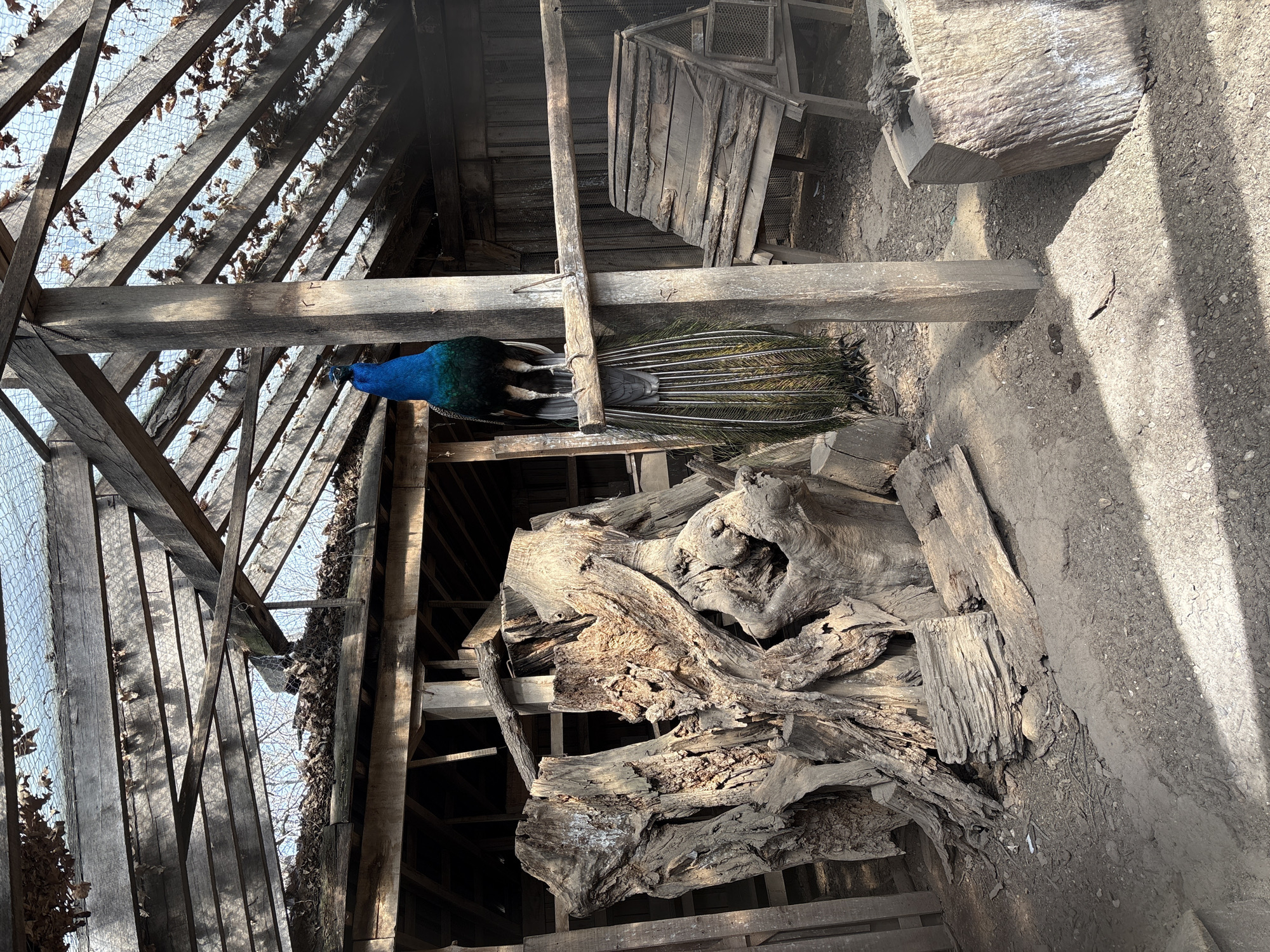 A vibrant peacock stands on a wooden beam inside a dilapidated structure. The structure appears to be a barn or shed, with a skeletal roof frame covered in decaying leaves and debris. Below the peacock, a pile of weathered wood and branches rests on a lower level. The surrounding environment suggests an exterior with exposed soil. The photo was likely taken in Goritsa, Bulgaria.